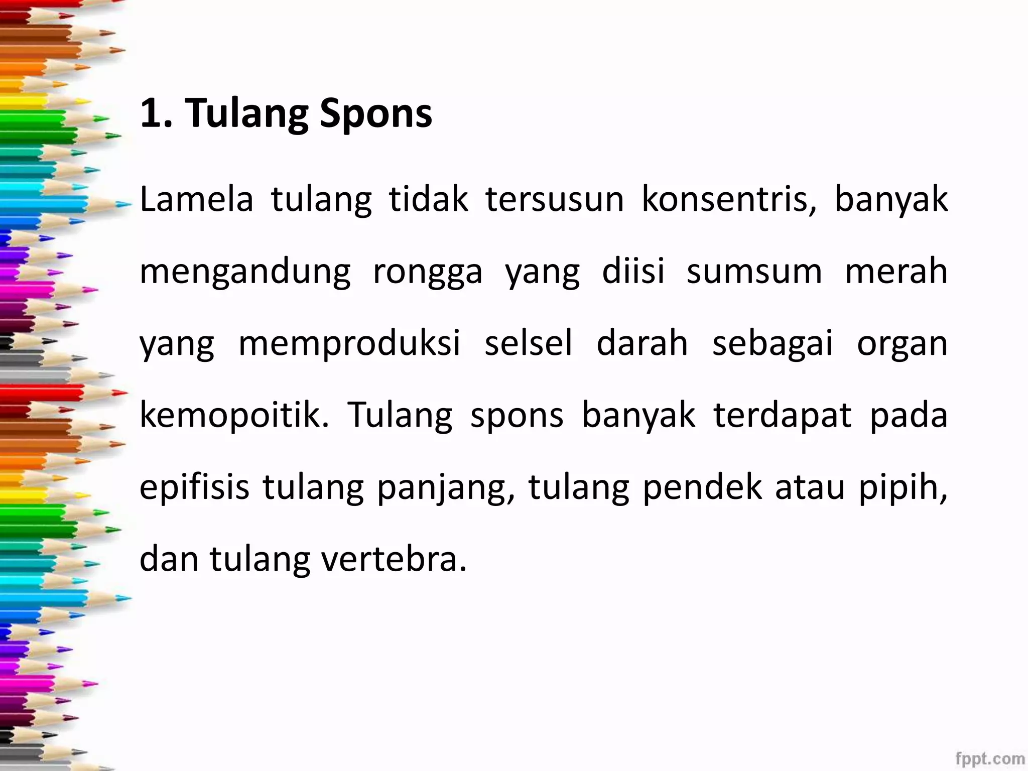 1. Tulang Spons 
Lamela tulang tidak tersusun konsentris, banyak 
mengandung rongga yang diisi sumsum merah 
yang memproduksi selsel darah sebagai organ 
kemopoitik. Tulang spons banyak terdapat pada 
epifisis tulang panjang, tulang pendek atau pipih, 
dan tulang vertebra. 
 