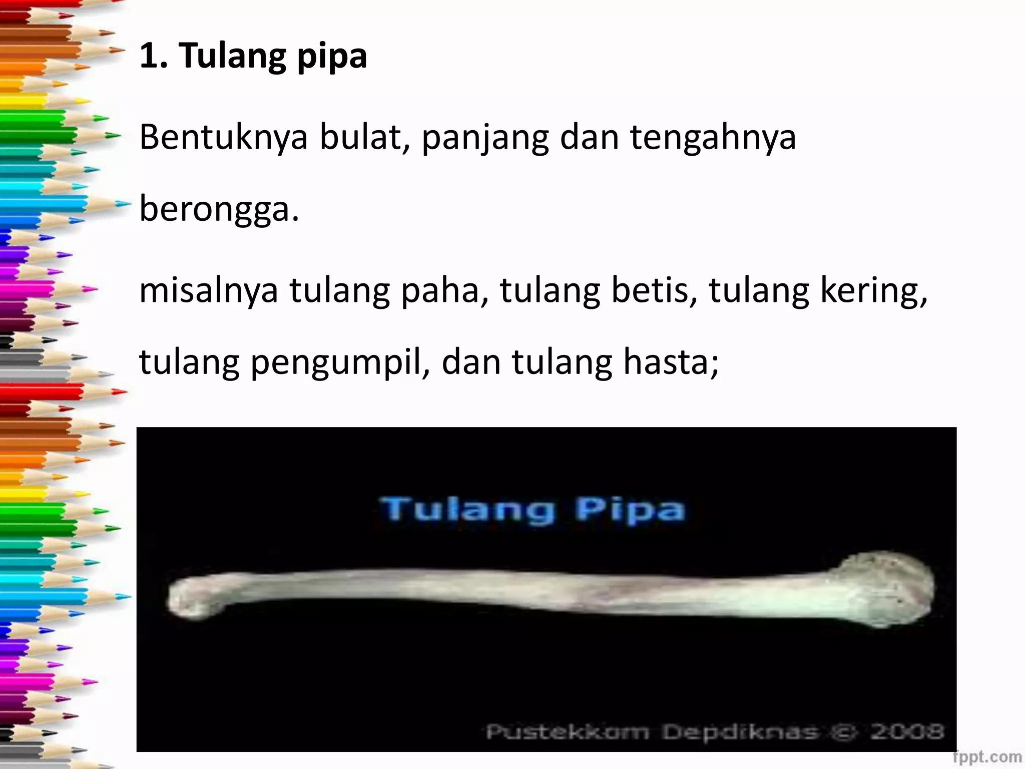 1. Tulang pipa 
Bentuknya bulat, panjang dan tengahnya 
berongga. 
misalnya tulang paha, tulang betis, tulang kering, 
tulang pengumpil, dan tulang hasta; 
 