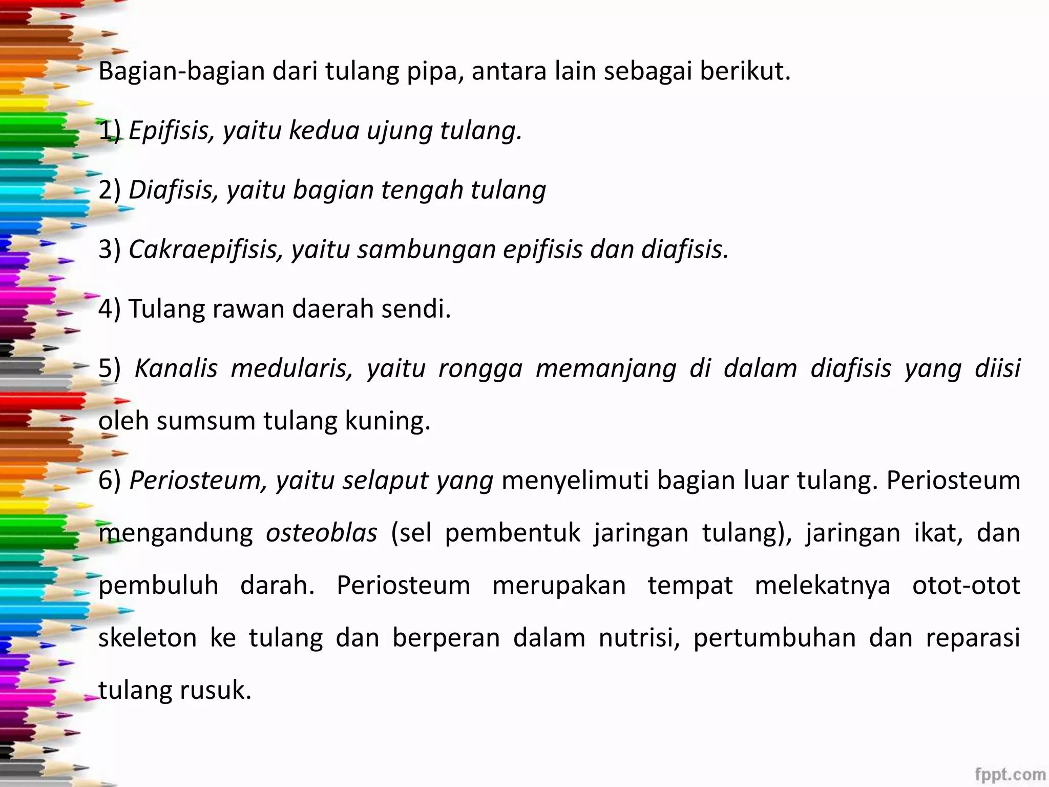 Bagian-bagian dari tulang pipa, antara lain sebagai berikut. 
1) Epifisis, yaitu kedua ujung tulang. 
2) Diafisis, yaitu bagian tengah tulang 
3) Cakraepifisis, yaitu sambungan epifisis dan diafisis. 
4) Tulang rawan daerah sendi. 
5) Kanalis medularis, yaitu rongga memanjang di dalam diafisis yang diisi 
oleh sumsum tulang kuning. 
6) Periosteum, yaitu selaput yang menyelimuti bagian luar tulang. Periosteum 
mengandung osteoblas (sel pembentuk jaringan tulang), jaringan ikat, dan 
pembuluh darah. Periosteum merupakan tempat melekatnya otot-otot 
skeleton ke tulang dan berperan dalam nutrisi, pertumbuhan dan reparasi 
tulang rusuk. 
 