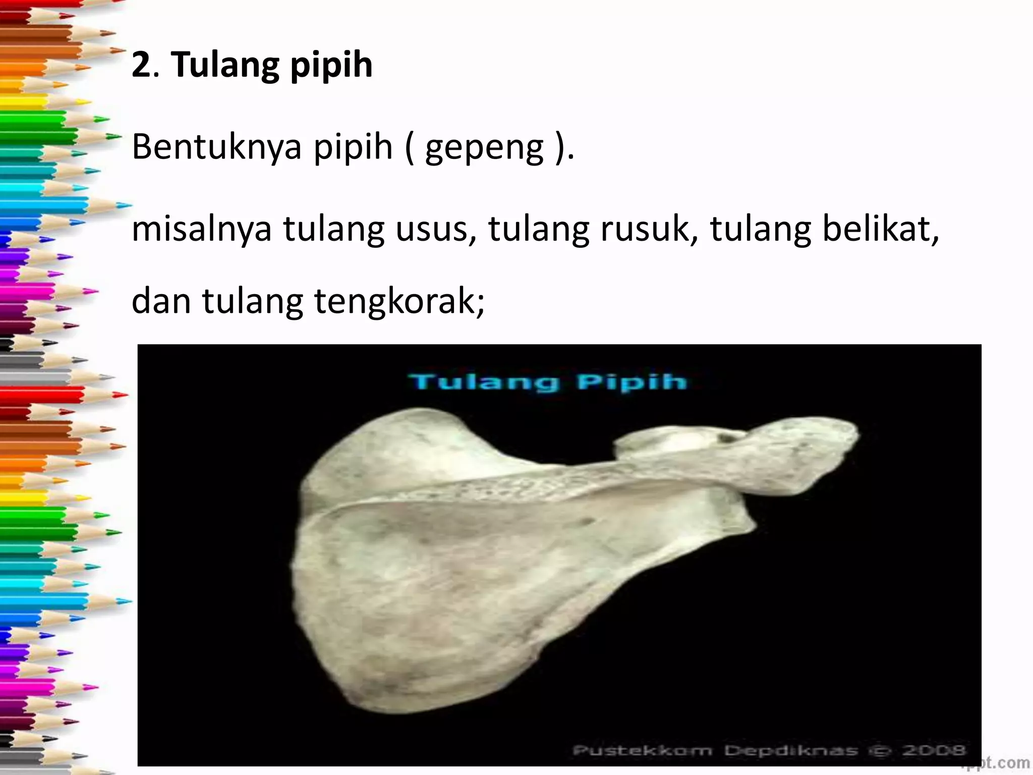2. Tulang pipih 
Bentuknya pipih ( gepeng ). 
misalnya tulang usus, tulang rusuk, tulang belikat, 
dan tulang tengkorak; 
 