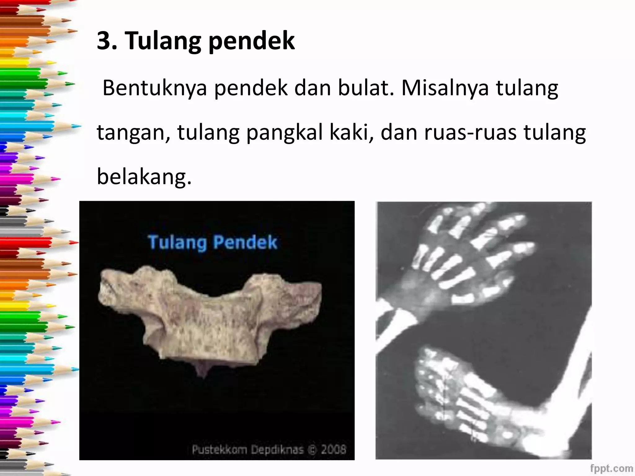 3. Tulang pendek 
Bentuknya pendek dan bulat. Misalnya tulang 
tangan, tulang pangkal kaki, dan ruas-ruas tulang 
belakang. 
 