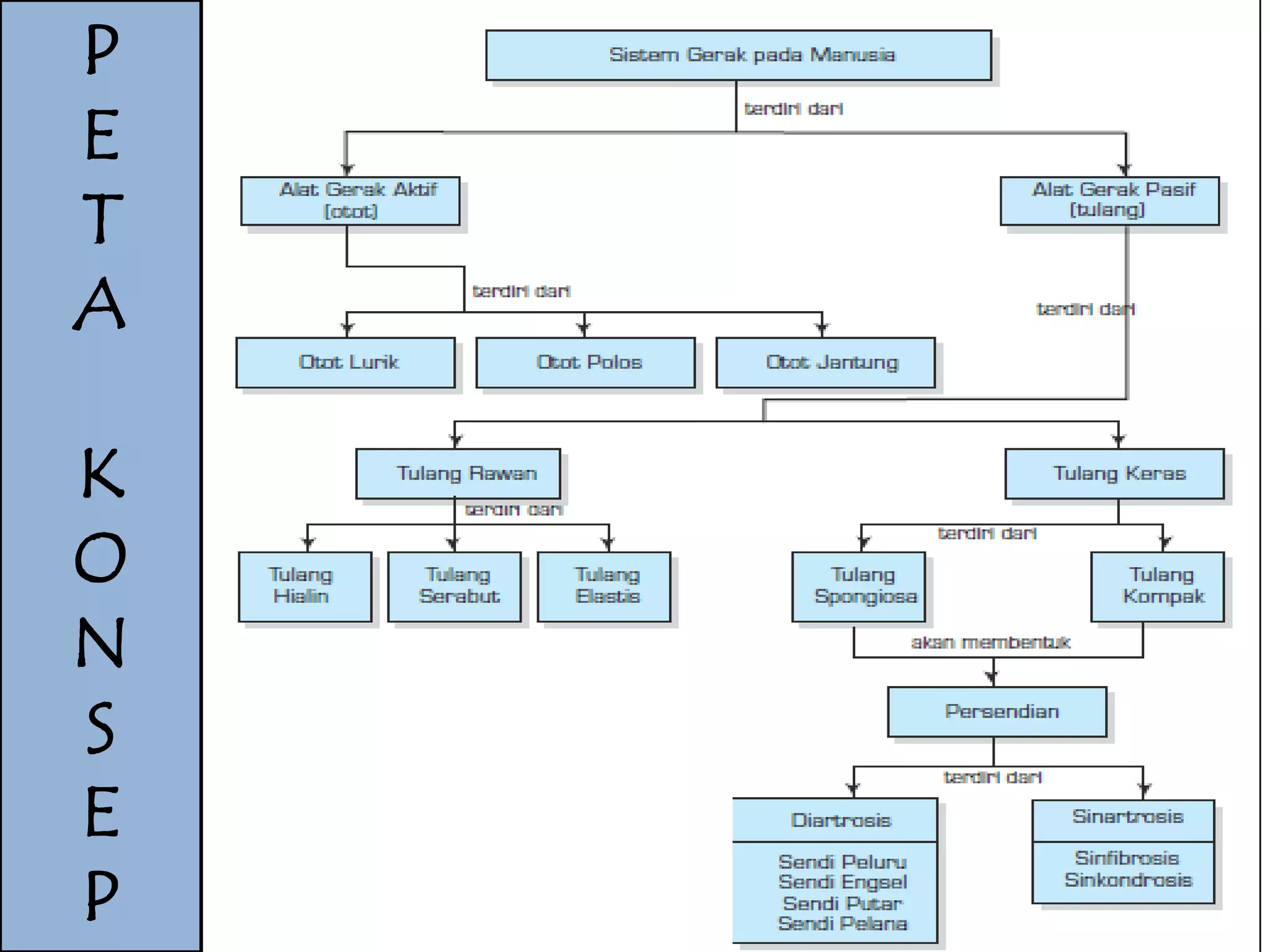 P 
E 
T 
A 
K 
O 
N 
S 
E 
P 
 