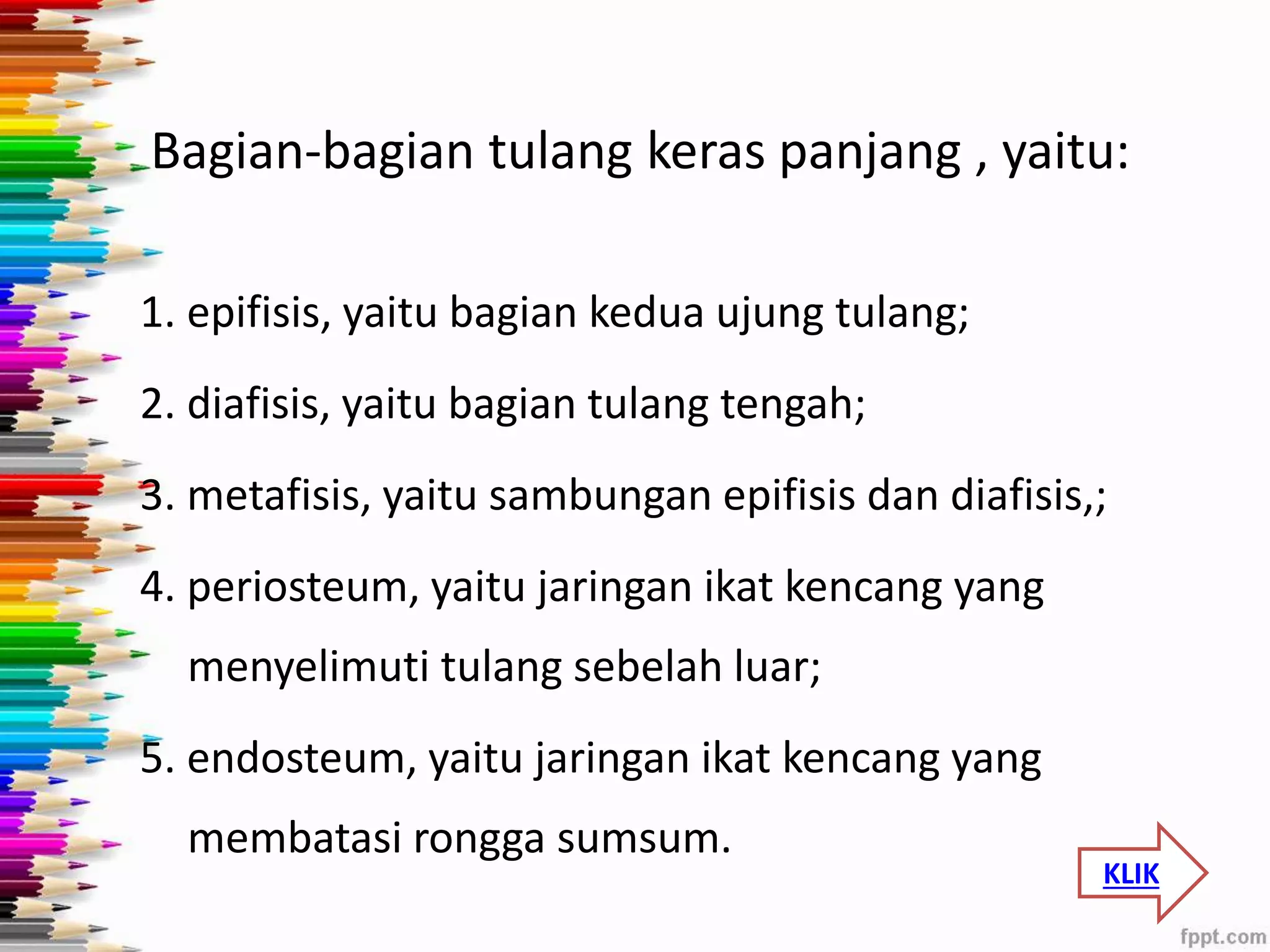 Bagian-bagian tulang keras panjang , yaitu: 
1. epifisis, yaitu bagian kedua ujung tulang; 
2. diafisis, yaitu bagian tulang tengah; 
3. metafisis, yaitu sambungan epifisis dan diafisis,; 
4. periosteum, yaitu jaringan ikat kencang yang 
menyelimuti tulang sebelah luar; 
5. endosteum, yaitu jaringan ikat kencang yang 
membatasi rongga sumsum. 
KLIK 
 