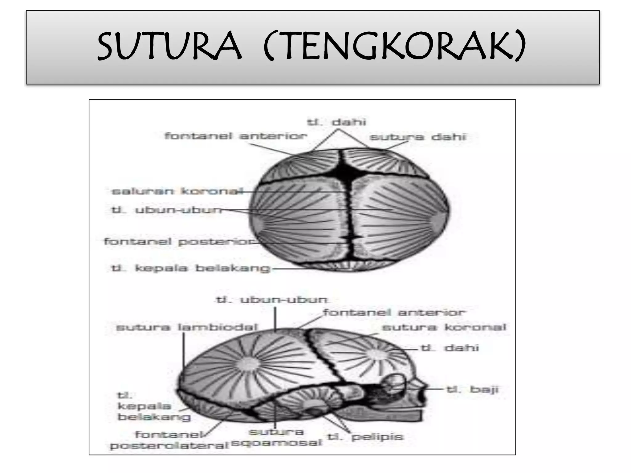 SUTURA (TENGKORAK) 
 
