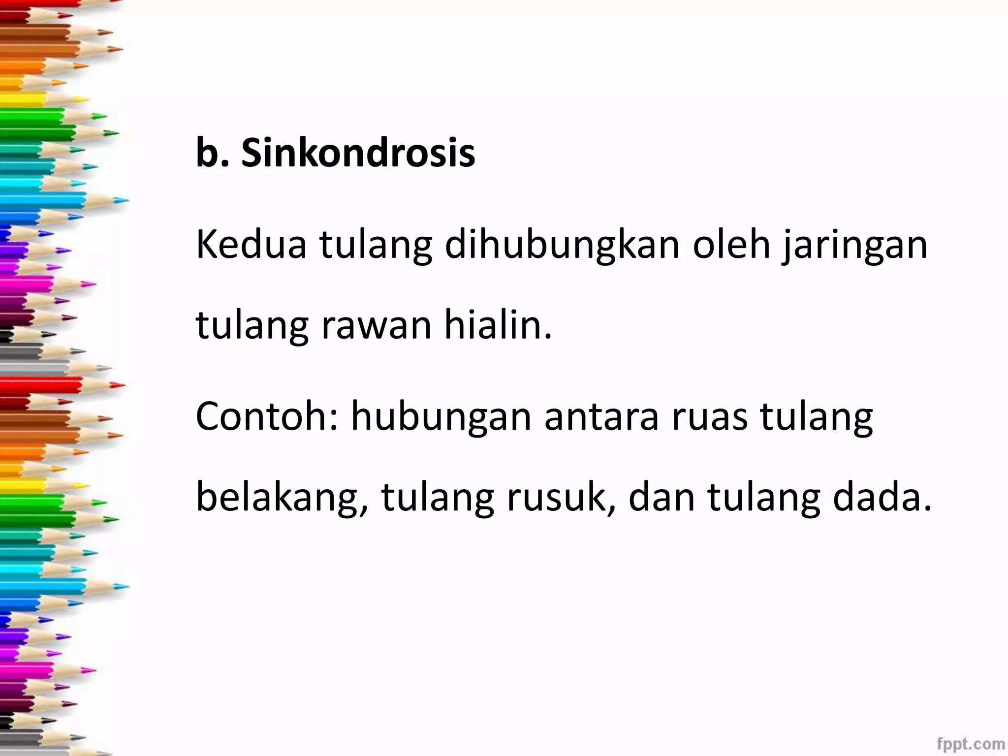 b. Sinkondrosis 
Kedua tulang dihubungkan oleh jaringan 
tulang rawan hialin. 
Contoh: hubungan antara ruas tulang 
belakang, tulang rusuk, dan tulang dada. 
 