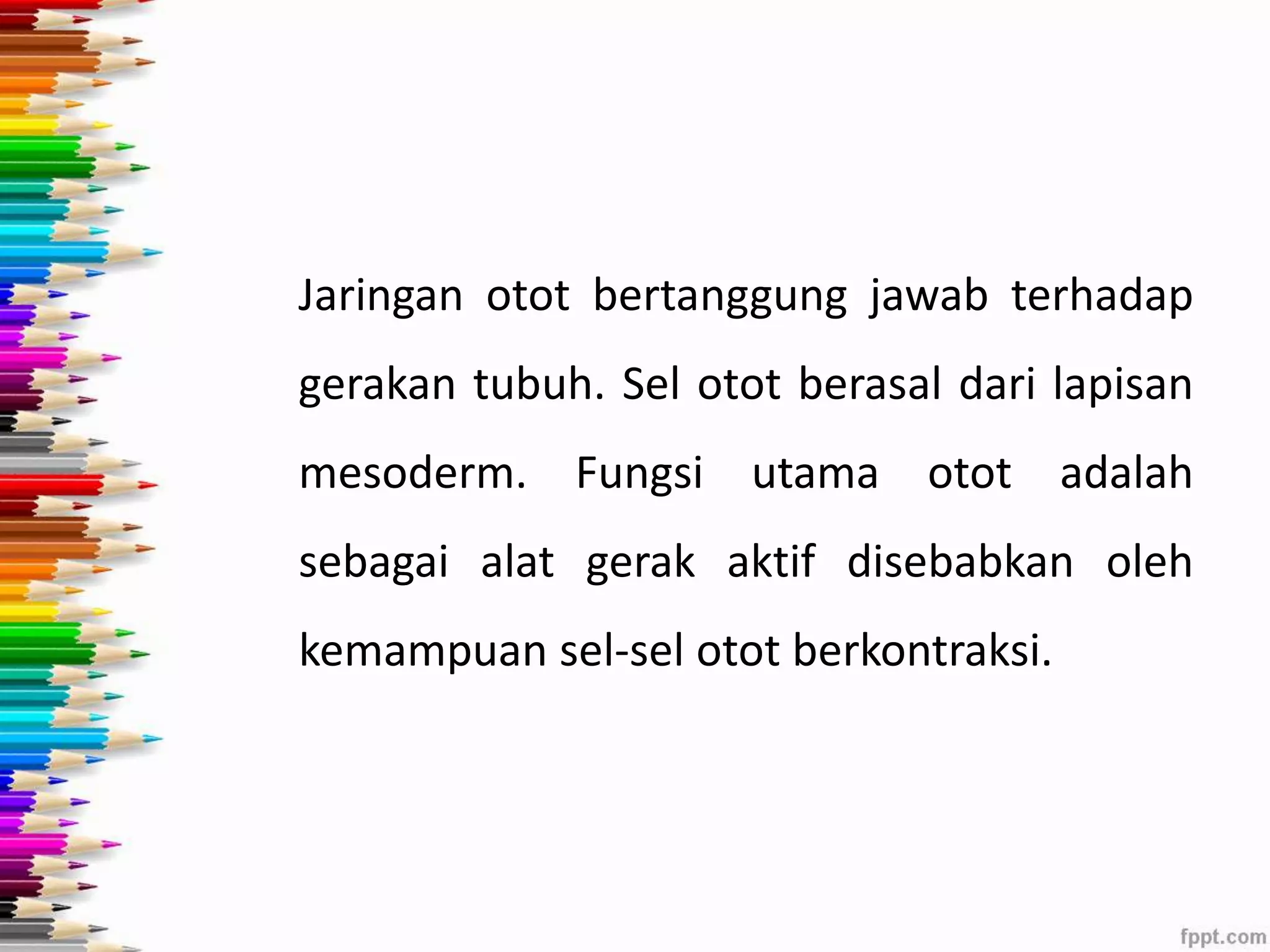 Jaringan otot bertanggung jawab terhadap 
gerakan tubuh. Sel otot berasal dari lapisan 
mesoderm. Fungsi utama otot adalah 
sebagai alat gerak aktif disebabkan oleh 
kemampuan sel-sel otot berkontraksi. 
 