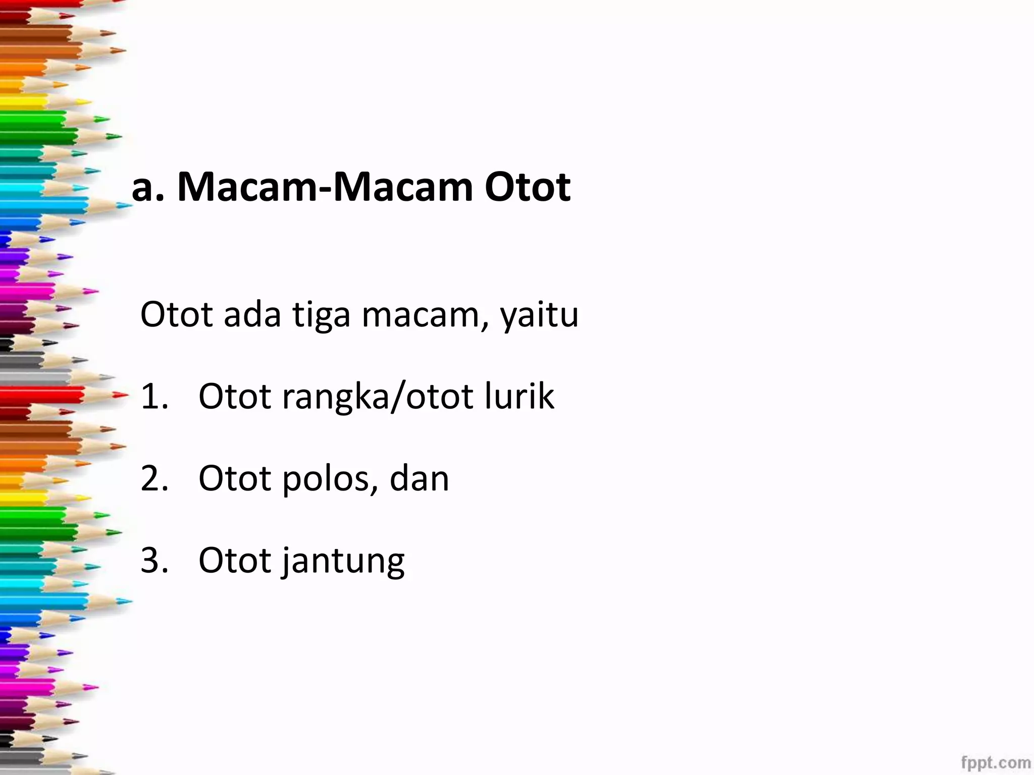 a. Macam-Macam Otot 
Otot ada tiga macam, yaitu 
1. Otot rangka/otot lurik 
2. Otot polos, dan 
3. Otot jantung 
 