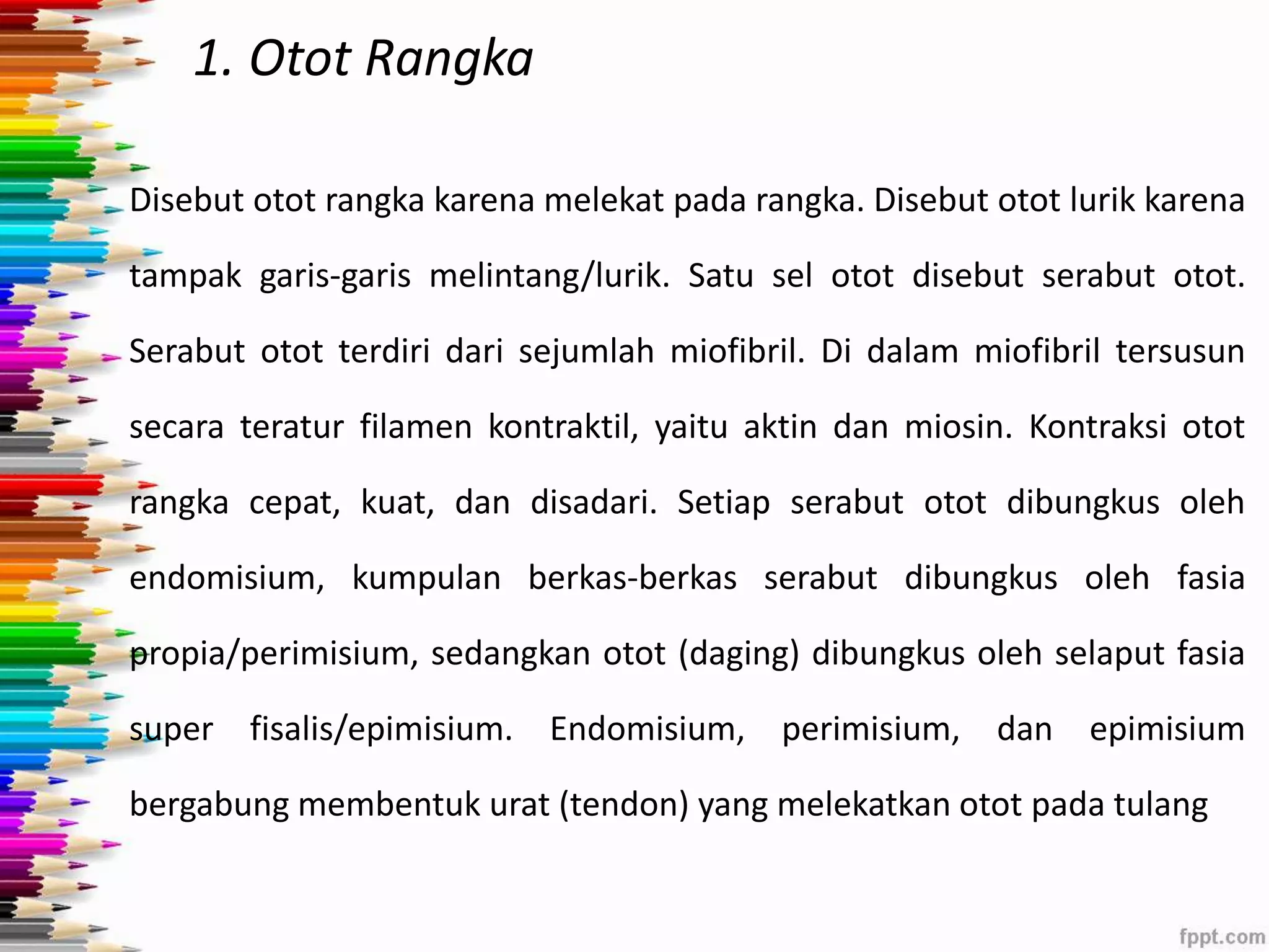1. Otot Rangka 
Disebut otot rangka karena melekat pada rangka. Disebut otot lurik karena 
tampak garis-garis melintang/lurik. Satu sel otot disebut serabut otot. 
Serabut otot terdiri dari sejumlah miofibril. Di dalam miofibril tersusun 
secara teratur filamen kontraktil, yaitu aktin dan miosin. Kontraksi otot 
rangka cepat, kuat, dan disadari. Setiap serabut otot dibungkus oleh 
endomisium, kumpulan berkas-berkas serabut dibungkus oleh fasia 
propia/perimisium, sedangkan otot (daging) dibungkus oleh selaput fasia 
super fisalis/epimisium. Endomisium, perimisium, dan epimisium 
bergabung membentuk urat (tendon) yang melekatkan otot pada tulang 
 