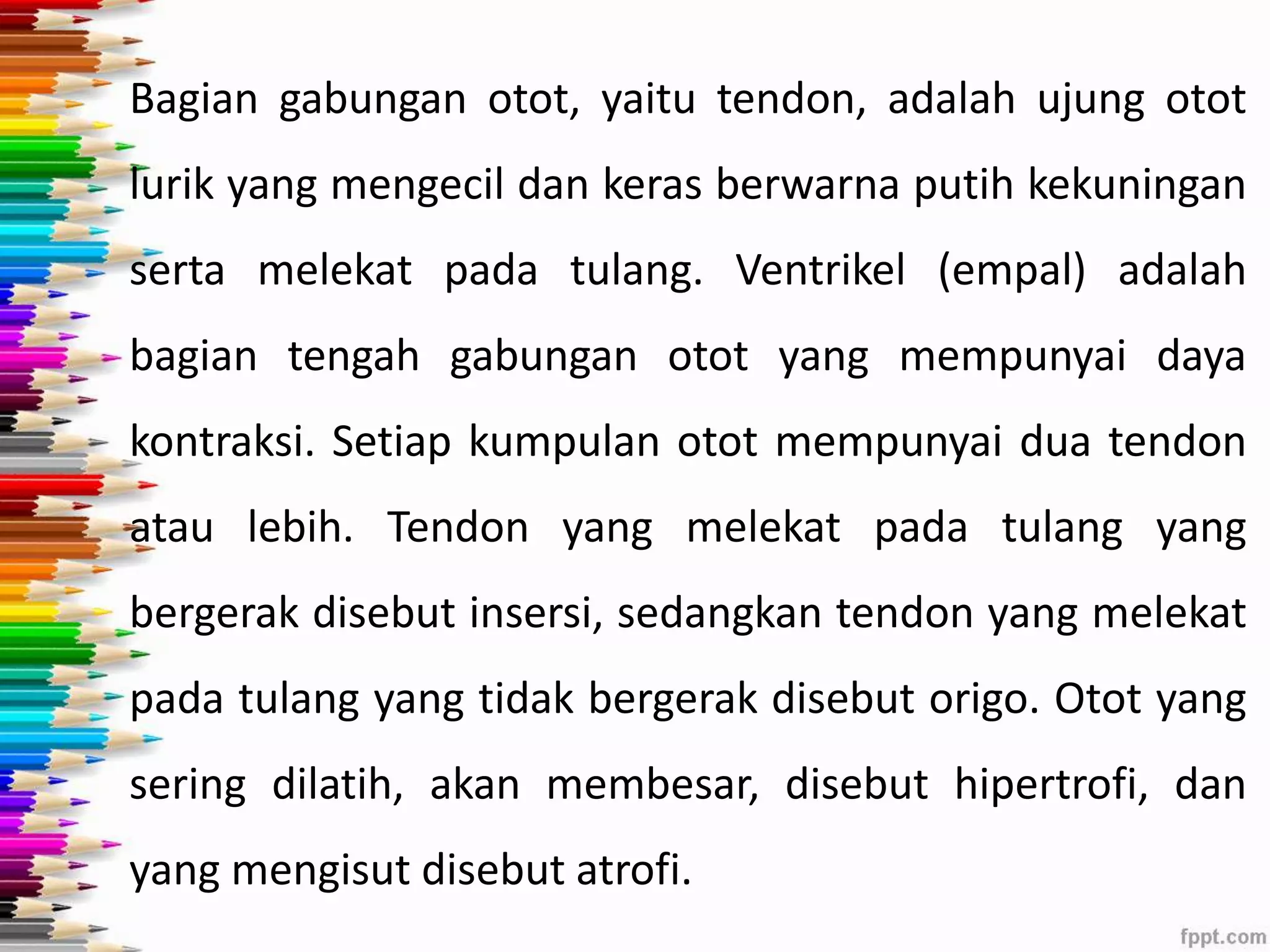Bagian gabungan otot, yaitu tendon, adalah ujung otot 
lurik yang mengecil dan keras berwarna putih kekuningan 
serta melekat pada tulang. Ventrikel (empal) adalah 
bagian tengah gabungan otot yang mempunyai daya 
kontraksi. Setiap kumpulan otot mempunyai dua tendon 
atau lebih. Tendon yang melekat pada tulang yang 
bergerak disebut insersi, sedangkan tendon yang melekat 
pada tulang yang tidak bergerak disebut origo. Otot yang 
sering dilatih, akan membesar, disebut hipertrofi, dan 
yang mengisut disebut atrofi. 
 