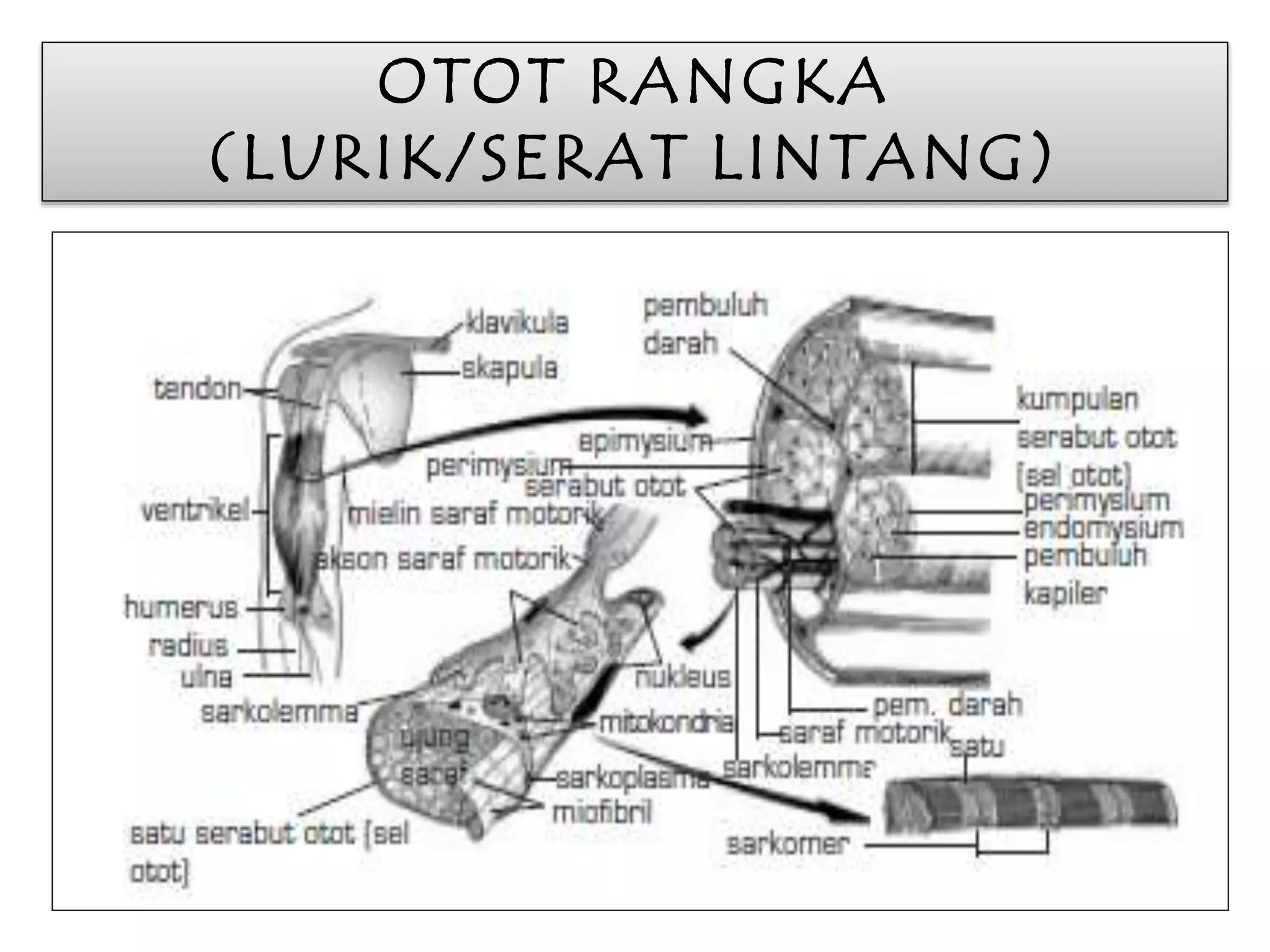 OTOT RANGKA 
(LURIK/SERAT LINTANG) 
 