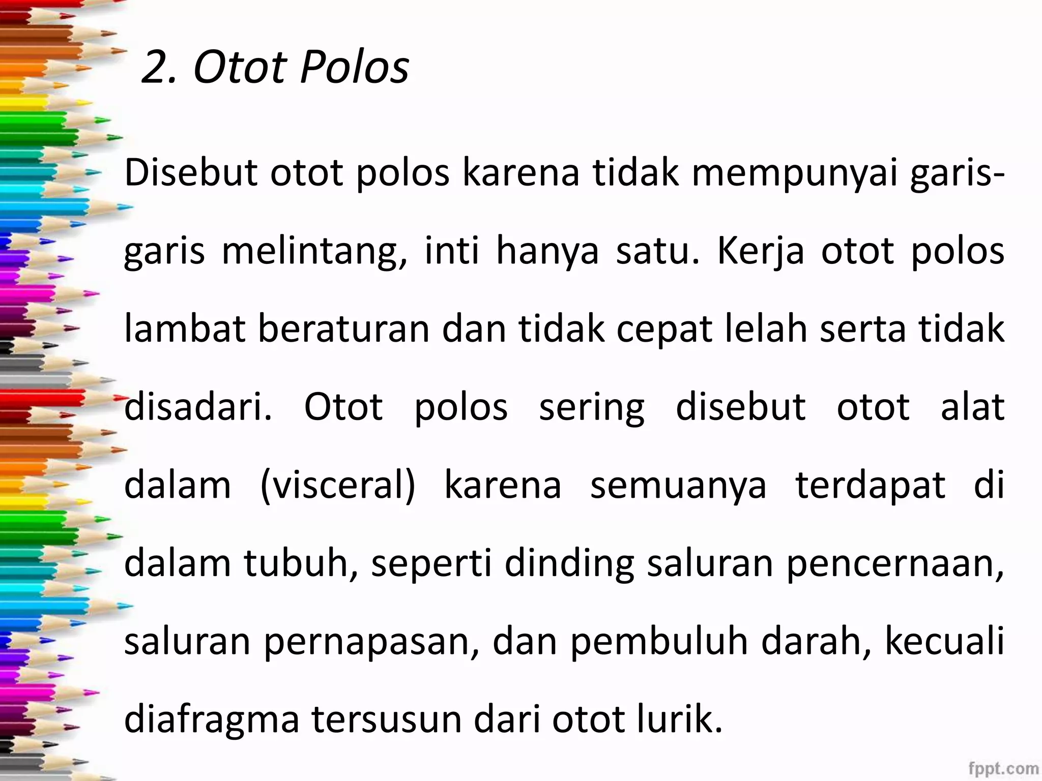 2. Otot Polos 
Disebut otot polos karena tidak mempunyai garis-garis 
melintang, inti hanya satu. Kerja otot polos 
lambat beraturan dan tidak cepat lelah serta tidak 
disadari. Otot polos sering disebut otot alat 
dalam (visceral) karena semuanya terdapat di 
dalam tubuh, seperti dinding saluran pencernaan, 
saluran pernapasan, dan pembuluh darah, kecuali 
diafragma tersusun dari otot lurik. 
 