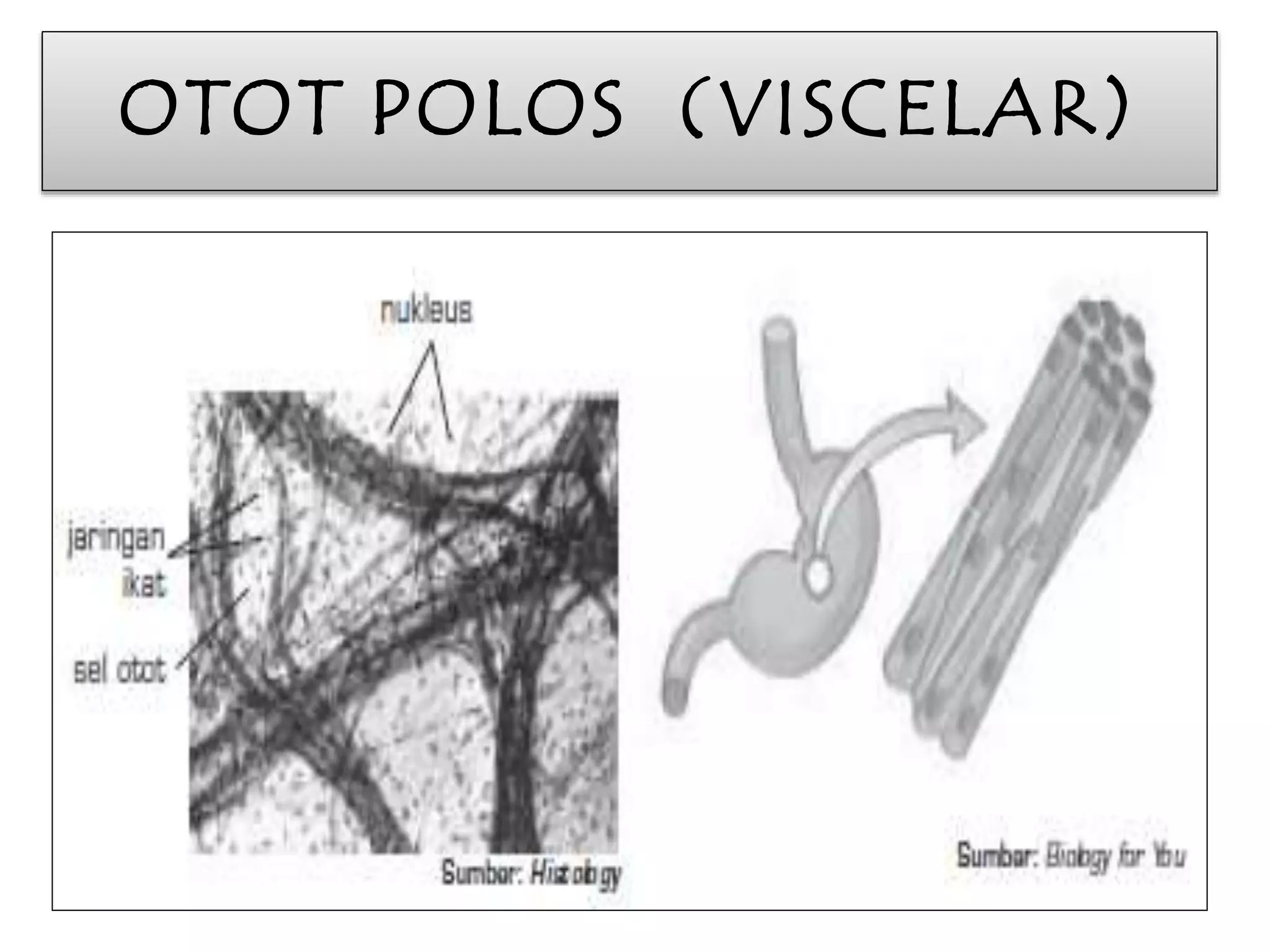 OTOT POLOS (VISCELAR) 
 