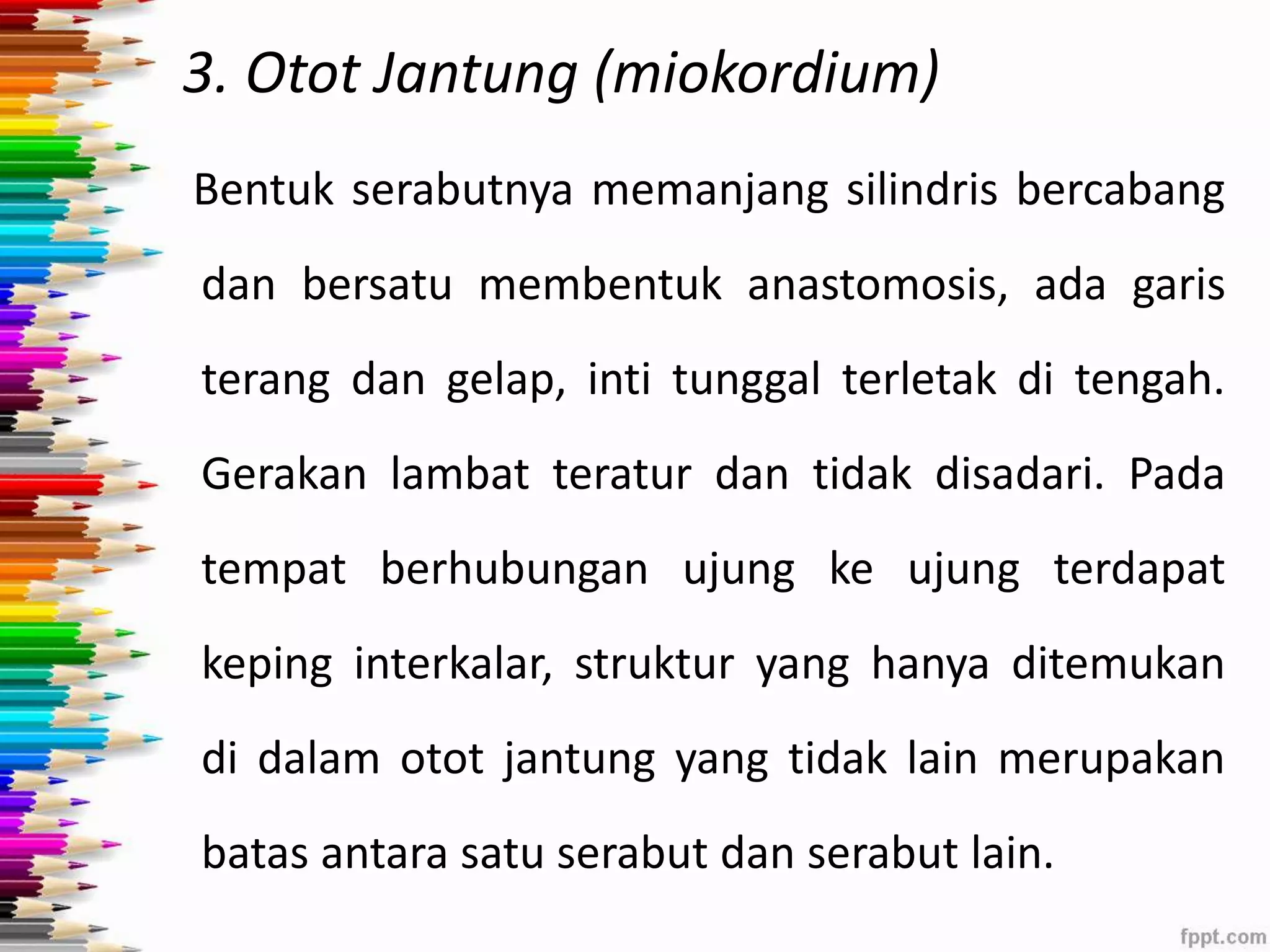 3. Otot Jantung (miokordium) 
Bentuk serabutnya memanjang silindris bercabang 
dan bersatu membentuk anastomosis, ada garis 
terang dan gelap, inti tunggal terletak di tengah. 
Gerakan lambat teratur dan tidak disadari. Pada 
tempat berhubungan ujung ke ujung terdapat 
keping interkalar, struktur yang hanya ditemukan 
di dalam otot jantung yang tidak lain merupakan 
batas antara satu serabut dan serabut lain. 
 