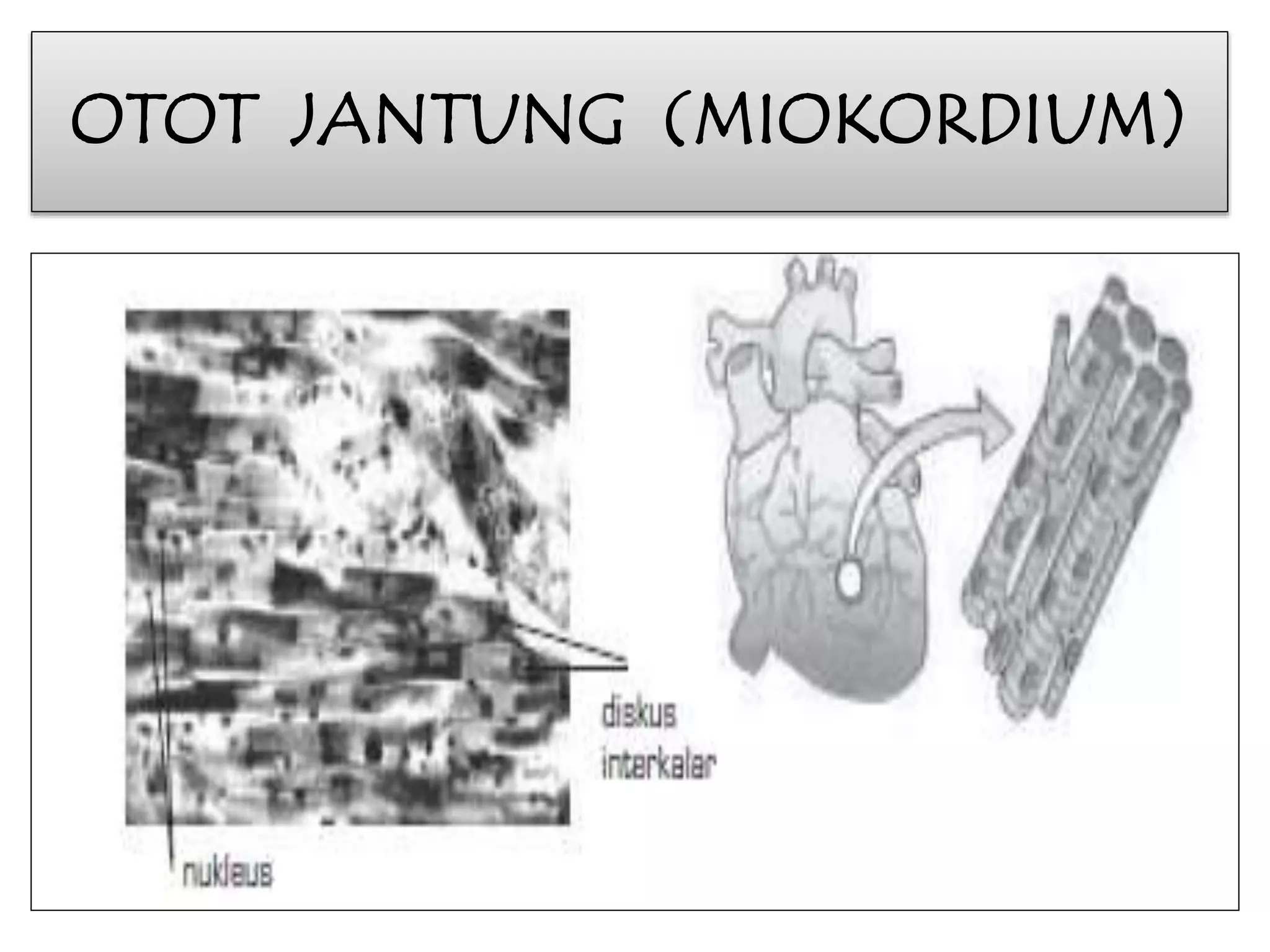 OTOT JANTUNG (MIOKORDIUM) 
 