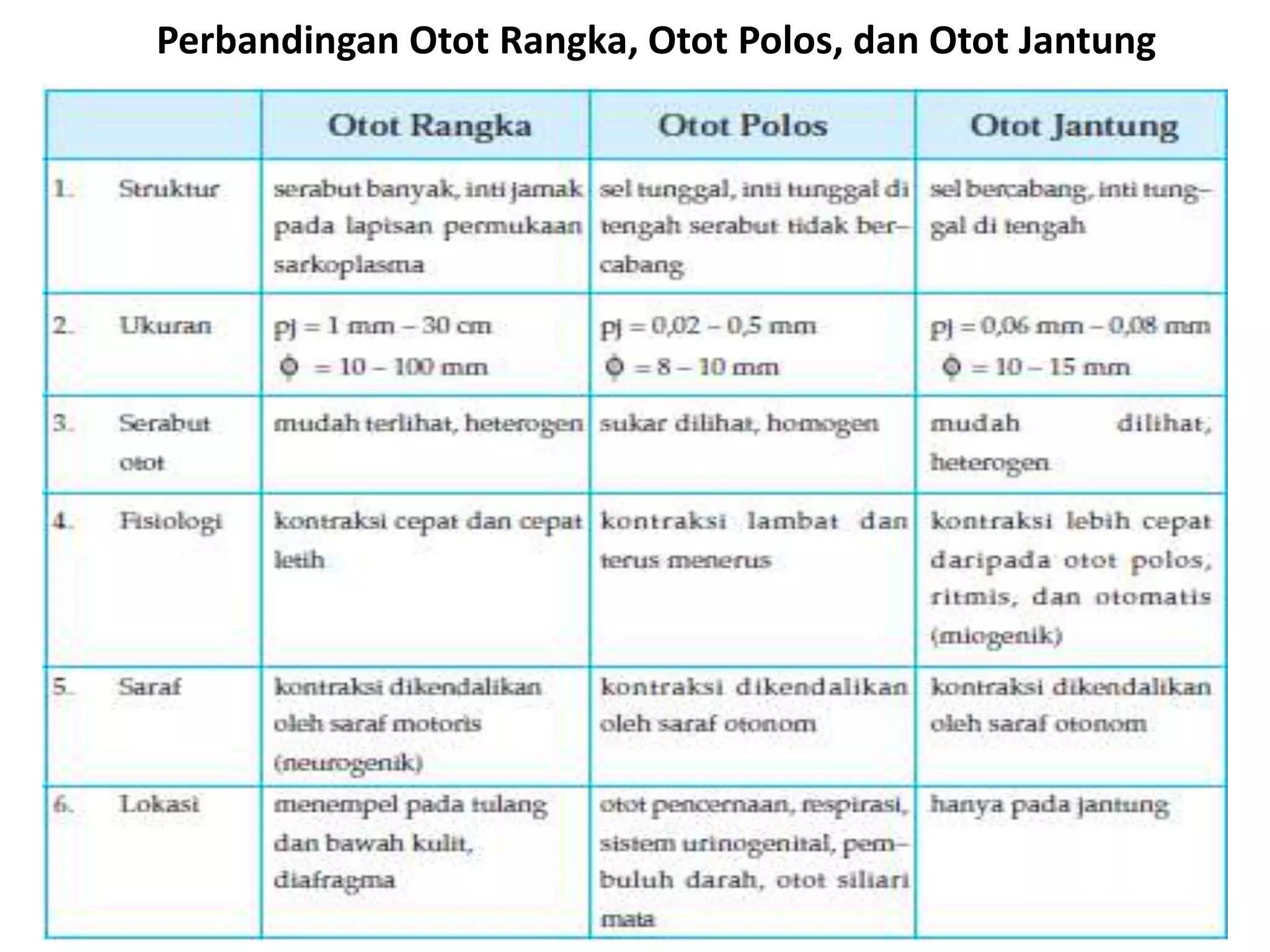 Perbandingan Otot Rangka, Otot Polos, dan Otot Jantung 
 
