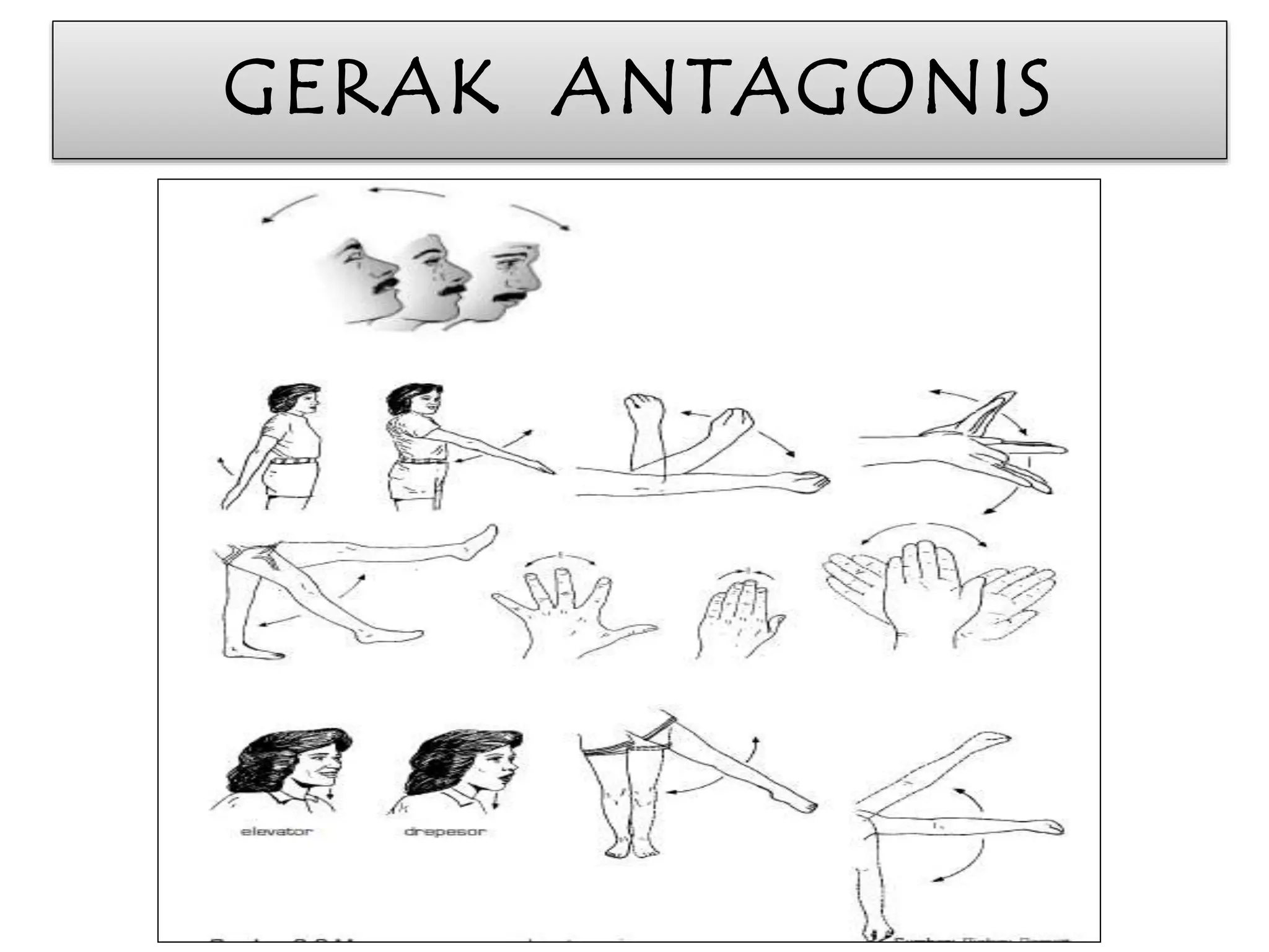 GERAK ANTAGONIS 
 