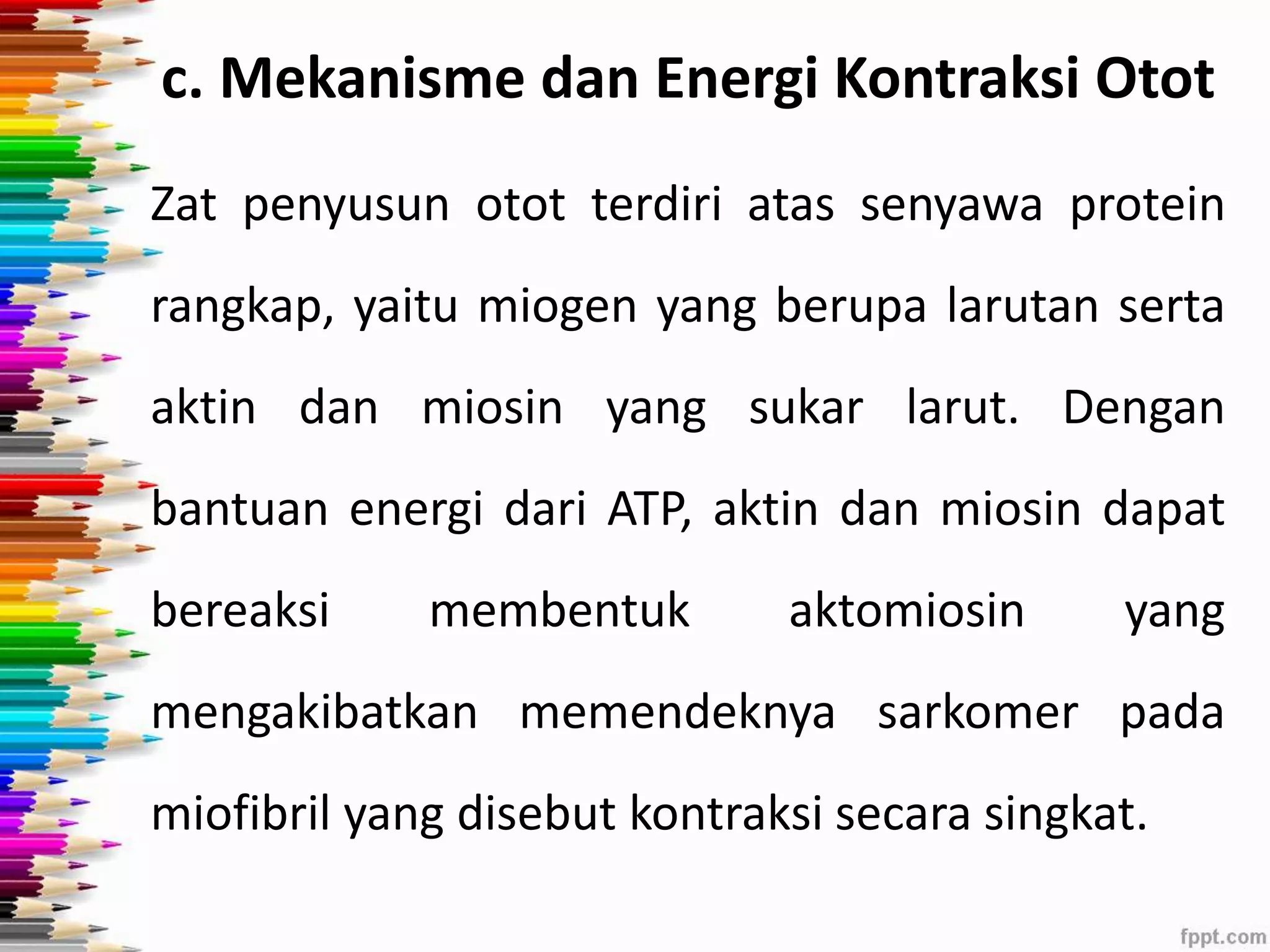 c. Mekanisme dan Energi Kontraksi Otot 
Zat penyusun otot terdiri atas senyawa protein 
rangkap, yaitu miogen yang berupa larutan serta 
aktin dan miosin yang sukar larut. Dengan 
bantuan energi dari ATP, aktin dan miosin dapat 
bereaksi membentuk aktomiosin yang 
mengakibatkan memendeknya sarkomer pada 
miofibril yang disebut kontraksi secara singkat. 
 