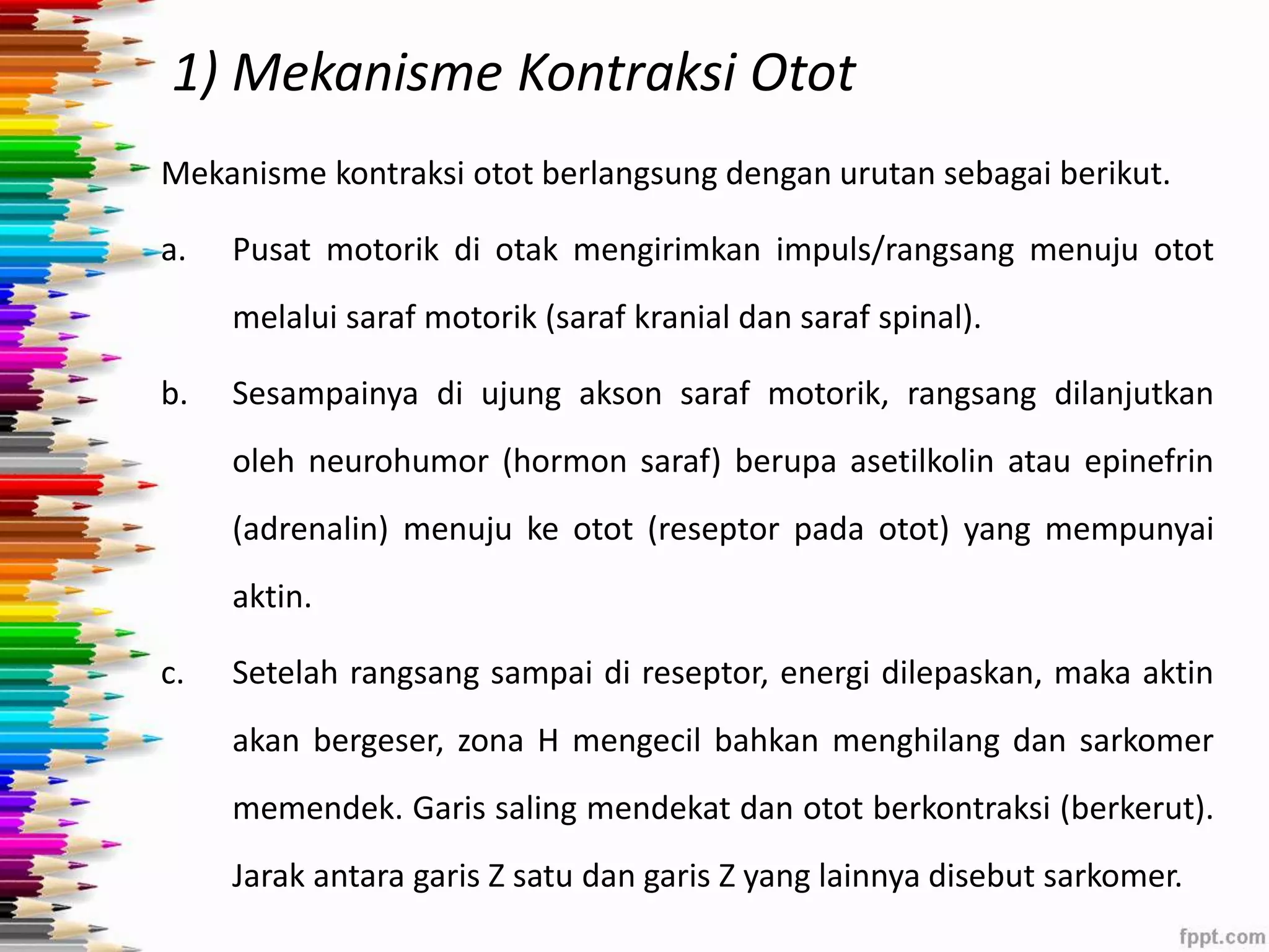 1) Mekanisme Kontraksi Otot 
Mekanisme kontraksi otot berlangsung dengan urutan sebagai berikut. 
a. Pusat motorik di otak mengirimkan impuls/rangsang menuju otot 
melalui saraf motorik (saraf kranial dan saraf spinal). 
b. Sesampainya di ujung akson saraf motorik, rangsang dilanjutkan 
oleh neurohumor (hormon saraf) berupa asetilkolin atau epinefrin 
(adrenalin) menuju ke otot (reseptor pada otot) yang mempunyai 
aktin. 
c. Setelah rangsang sampai di reseptor, energi dilepaskan, maka aktin 
akan bergeser, zona H mengecil bahkan menghilang dan sarkomer 
memendek. Garis saling mendekat dan otot berkontraksi (berkerut). 
Jarak antara garis Z satu dan garis Z yang lainnya disebut sarkomer. 
 