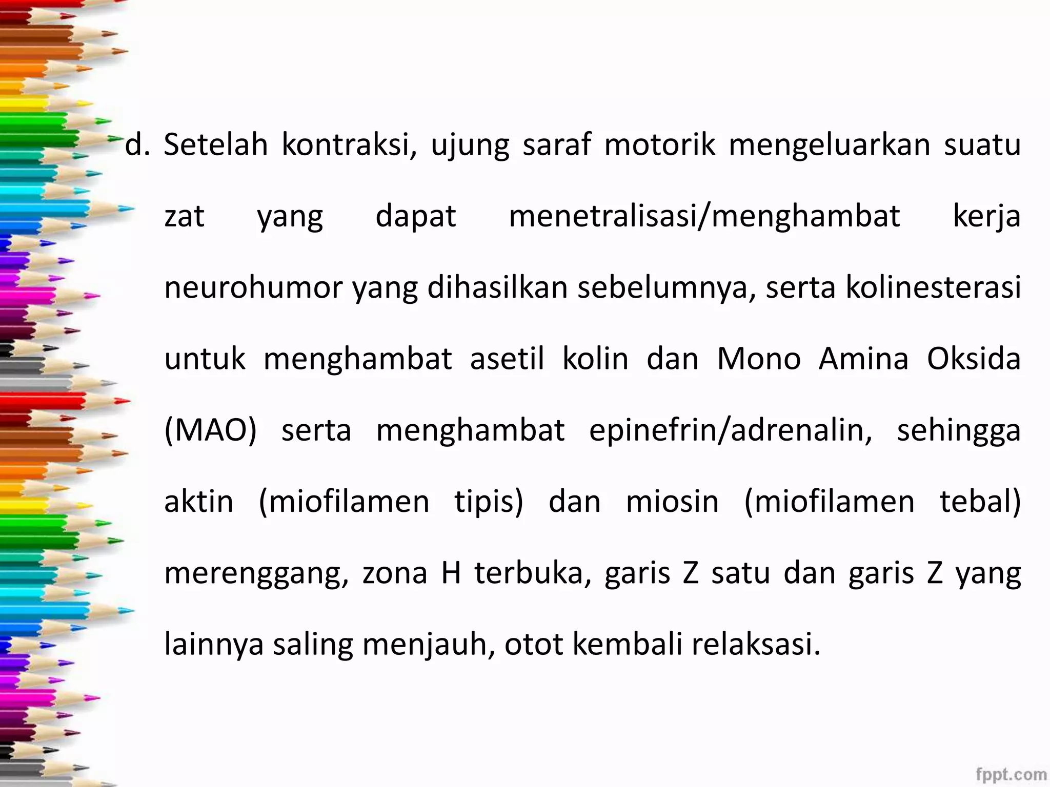 d. Setelah kontraksi, ujung saraf motorik mengeluarkan suatu 
zat yang dapat menetralisasi/menghambat kerja 
neurohumor yang dihasilkan sebelumnya, serta kolinesterasi 
untuk menghambat asetil kolin dan Mono Amina Oksida 
(MAO) serta menghambat epinefrin/adrenalin, sehingga 
aktin (miofilamen tipis) dan miosin (miofilamen tebal) 
merenggang, zona H terbuka, garis Z satu dan garis Z yang 
lainnya saling menjauh, otot kembali relaksasi. 
 