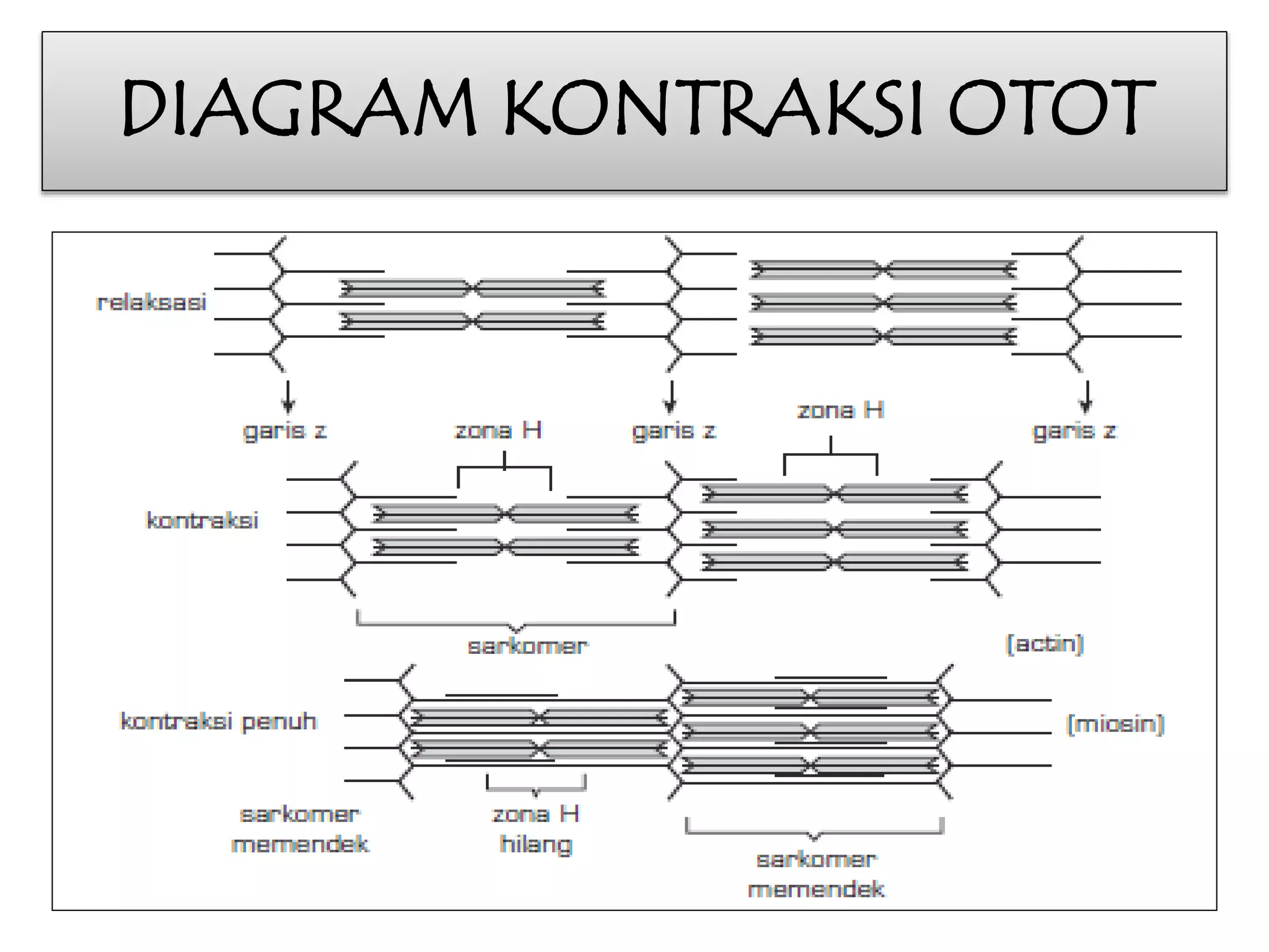 DIAGRAM KONTRAKSI OTOT 
 