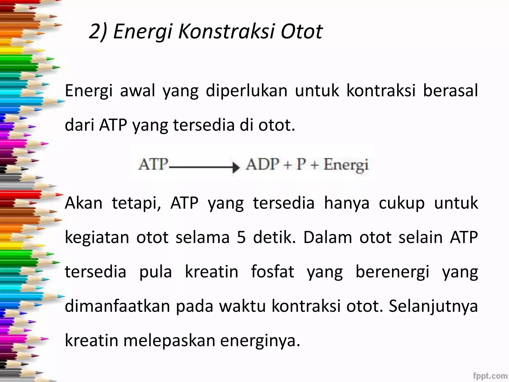 2) Energi Konstraksi Otot 
Energi awal yang diperlukan untuk kontraksi berasal 
dari ATP yang tersedia di otot. 
Akan tetapi, ATP yang tersedia hanya cukup untuk 
kegiatan otot selama 5 detik. Dalam otot selain ATP 
tersedia pula kreatin fosfat yang berenergi yang 
dimanfaatkan pada waktu kontraksi otot. Selanjutnya 
kreatin melepaskan energinya. 
 
