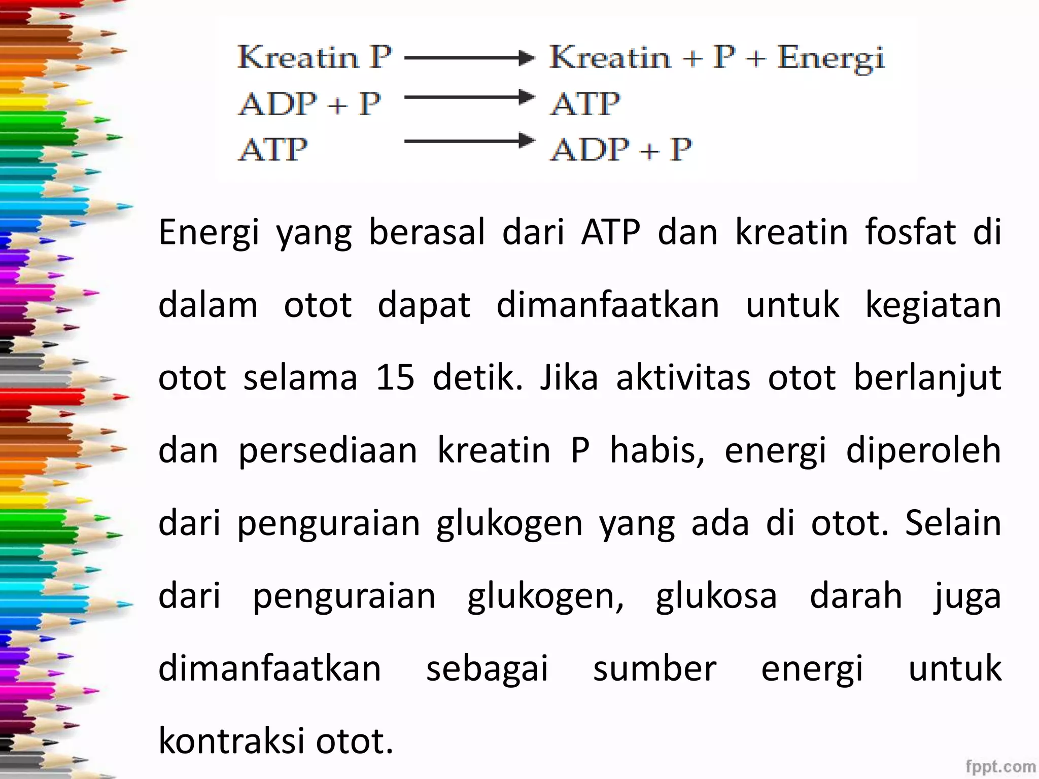 Energi yang berasal dari ATP dan kreatin fosfat di 
dalam otot dapat dimanfaatkan untuk kegiatan 
otot selama 15 detik. Jika aktivitas otot berlanjut 
dan persediaan kreatin P habis, energi diperoleh 
dari penguraian glukogen yang ada di otot. Selain 
dari penguraian glukogen, glukosa darah juga 
dimanfaatkan sebagai sumber energi untuk 
kontraksi otot. 
 