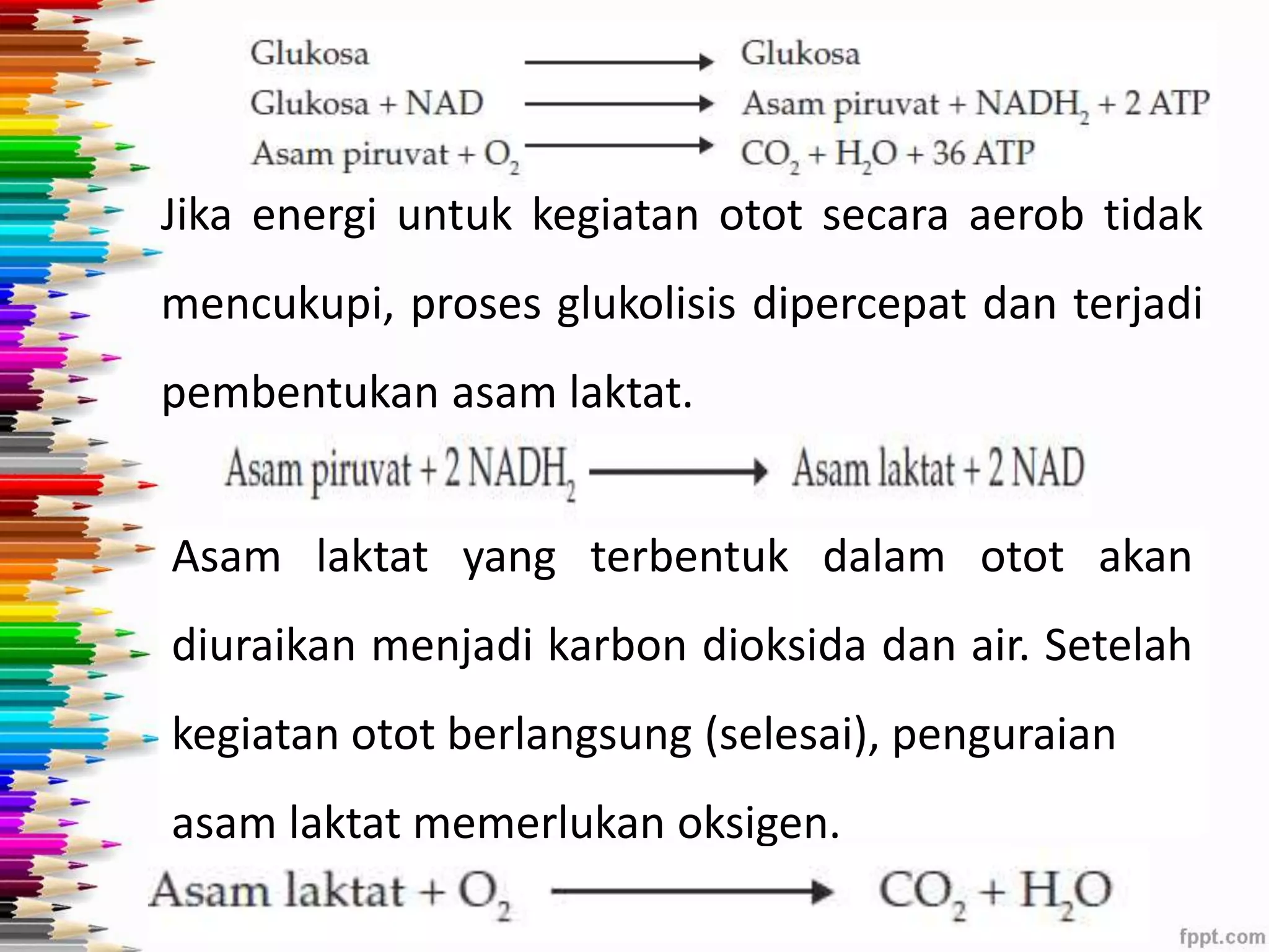 Jika energi untuk kegiatan otot secara aerob tidak 
mencukupi, proses glukolisis dipercepat dan terjadi 
pembentukan asam laktat. 
Asam laktat yang terbentuk dalam otot akan 
diuraikan menjadi karbon dioksida dan air. Setelah 
kegiatan otot berlangsung (selesai), penguraian 
asam laktat memerlukan oksigen. 
 