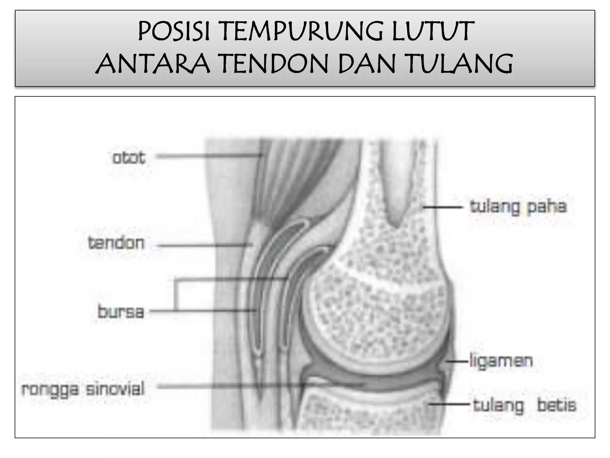 POSISI TEMPURUNG LUTUT 
ANTARA TENDON DAN TULANG 
 