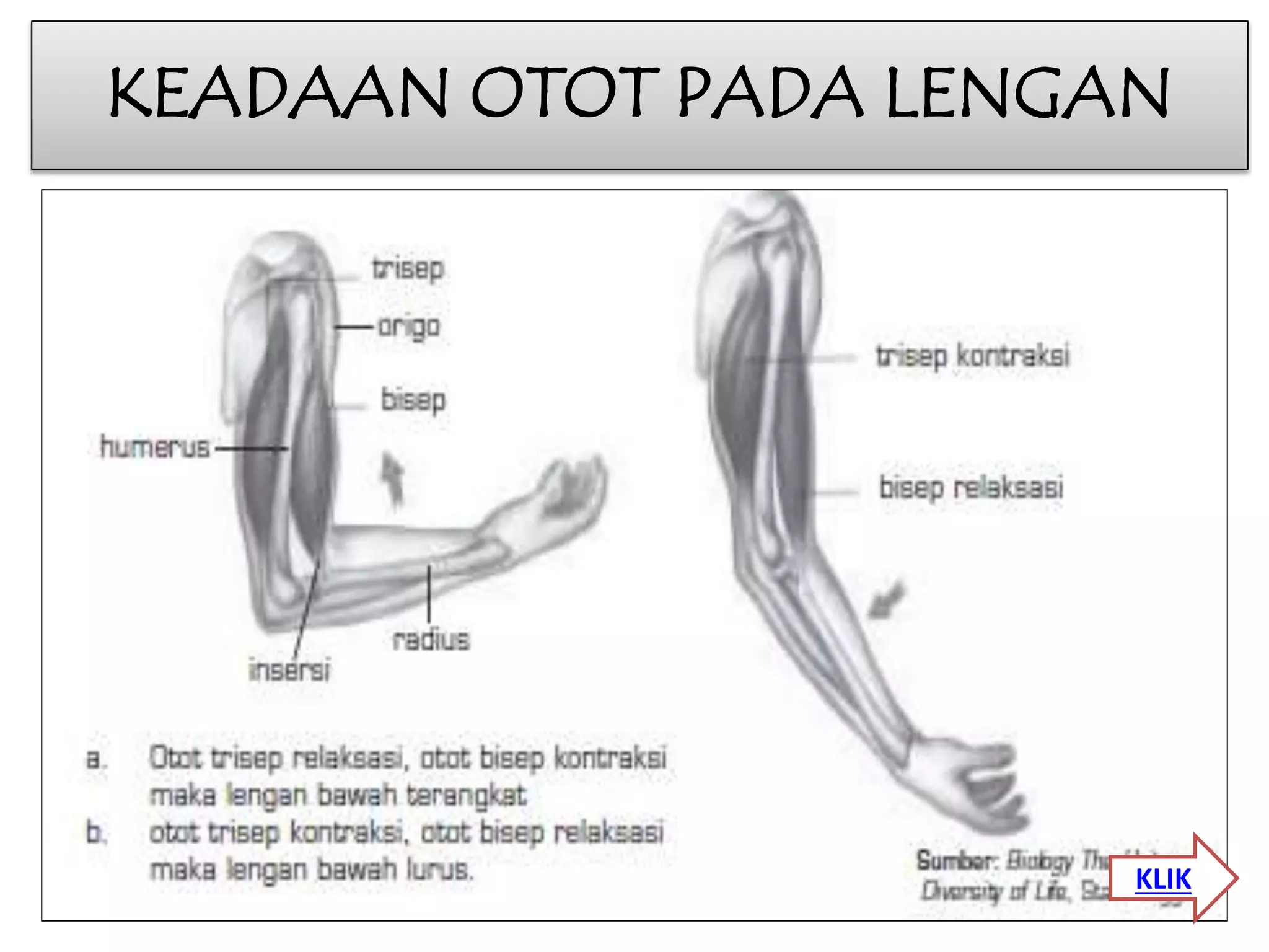 KEADAAN OTOT PADA LENGAN 
KLIK 
 