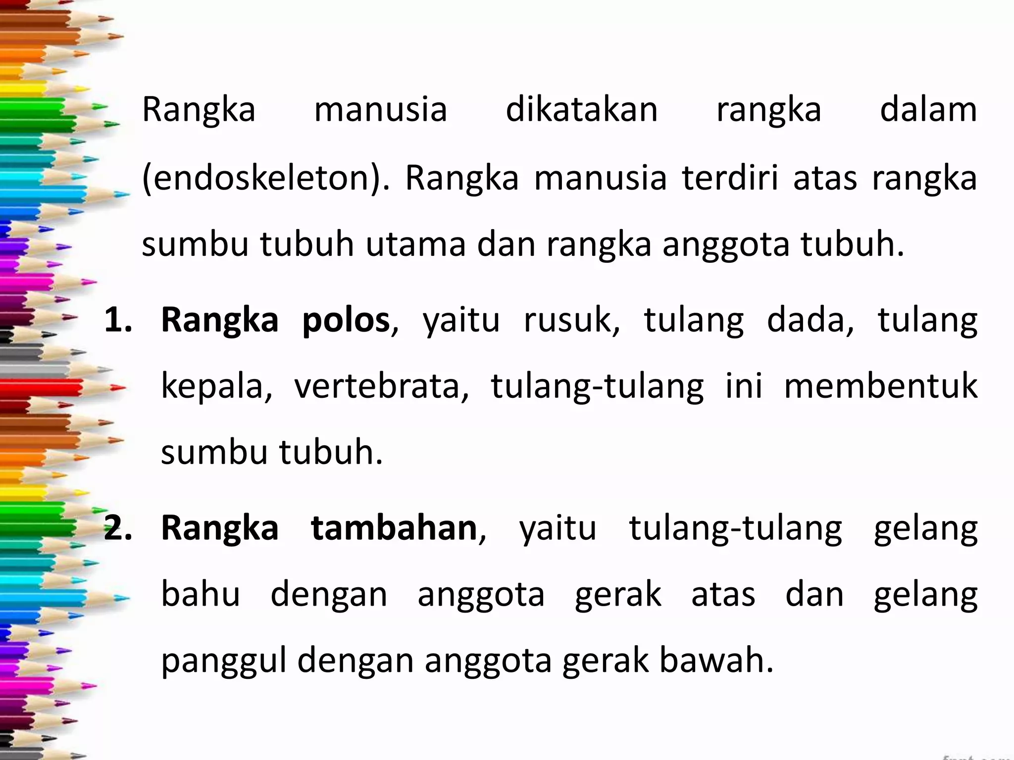 Rangka manusia dikatakan rangka dalam 
(endoskeleton). Rangka manusia terdiri atas rangka 
sumbu tubuh utama dan rangka anggota tubuh. 
1. Rangka polos, yaitu rusuk, tulang dada, tulang 
kepala, vertebrata, tulang-tulang ini membentuk 
sumbu tubuh. 
2. Rangka tambahan, yaitu tulang-tulang gelang 
bahu dengan anggota gerak atas dan gelang 
panggul dengan anggota gerak bawah. 
 