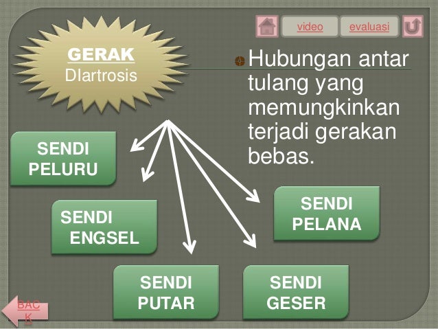 Sistem Gerak 43242946