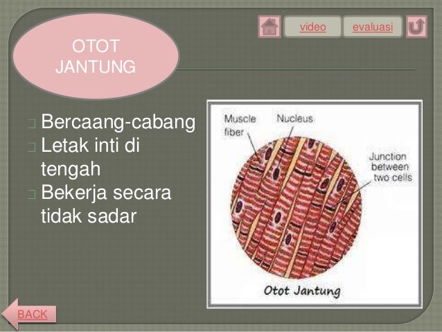 Sistem Gerak 43242946
