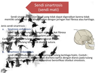 Sendi sinartrosis adalan sendi yang tidak dapat digerakkan karena tidak
memiliki celah sendi dan dihubungkan dengan jaringan ikat fibrosa atau kartilago.
Jenis sendi sinartrosis :
a. Sinatrosis sinfobrosis
sendi yang dihubungkan dengan ajringan ikat fibrosa
berbentuk serabut dan mengalami penulangan.
Contoh : sendi pada tulang-tulang tengkorak dan
hubungan antartulang tengkorak disebut sutura.
b. Sinartrosis sinkondrosis
sendi yang dihubungkan dengan jaringan tulang kertilago hialin. Contoh :
lempeng sementara yang terletak diantara epifsis dengan diarsis pada tulang
panjang anak-anak. Setelah sinkondrosi berosifikasi disebut sinostosis.
Sendi sinartrosis
(sendi mati)
 
