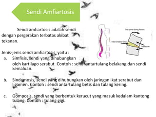 Sendi amfiartosis adalah sendi
dengan pergerakan terbatas akibat
tekanan.
Jenis-jenis sendi amfiartosis, yaitu :
a. Simfisis, sendi yang dihubungkan
oleh kartilago serabut. Contoh : sendi antartulang belakang dan sendi
kemaluan.
b. Sindemosis, sendi yang dihubungkan oleh jaringan ikat serabut dan
ligamen. Contoh : sendi antartulang betis dan tulang kering.
c. Gomposis, sendi yang berbentuk kerucut yang masuk kedalam kantong
tulang. Contoh : tulang gigi.
Sendi Amfiartosis
 