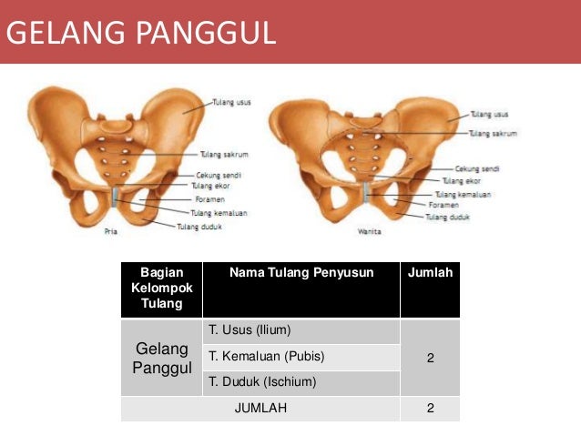 Yang Termasuk Anggota Tulang Gelang Panggul  Adalah 