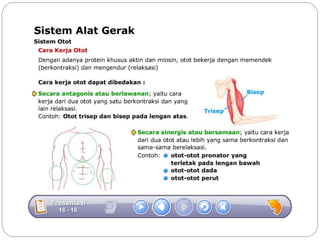 Sistem gerak bali media