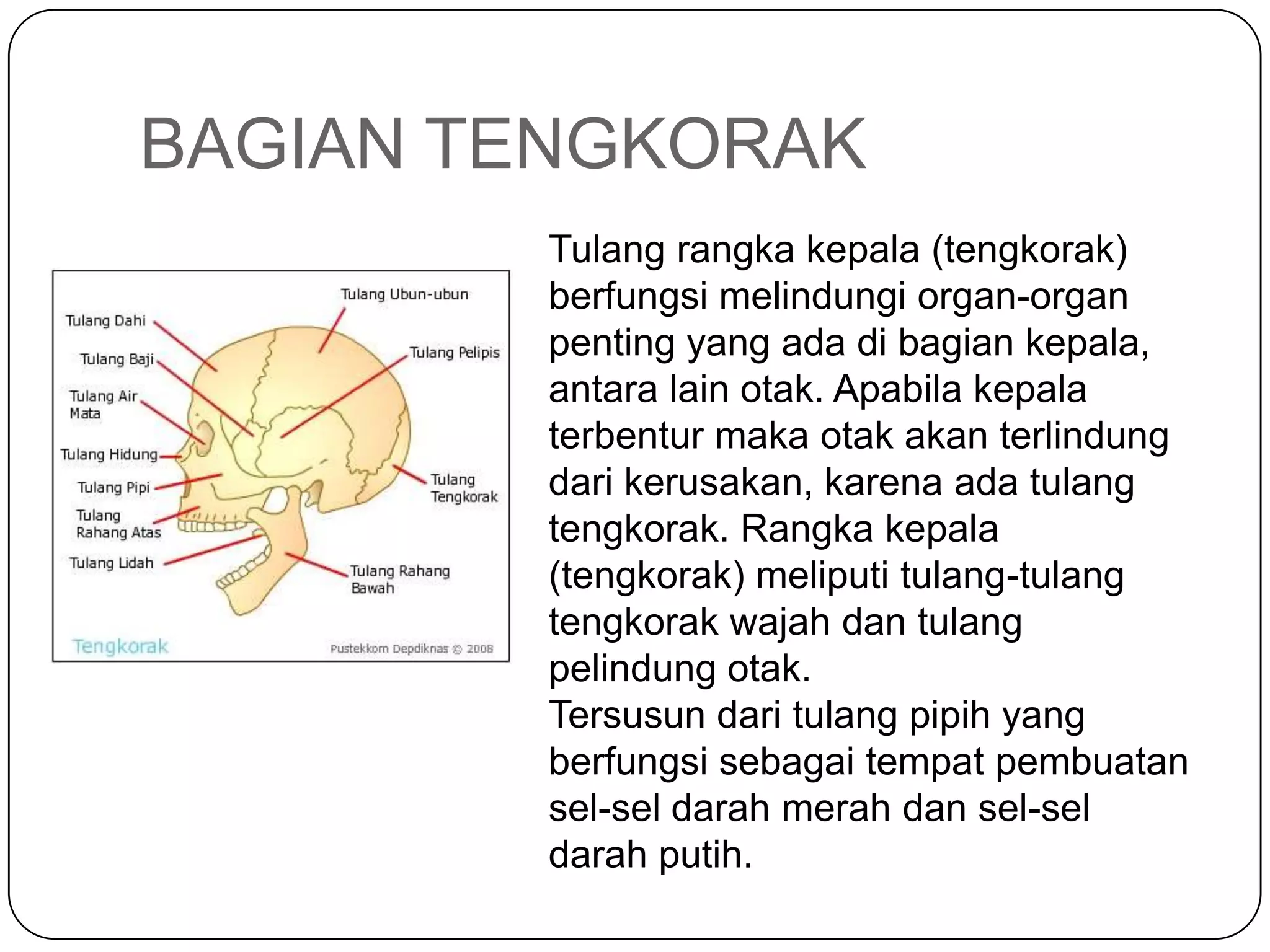 BAGIAN TENGKORAK
Tulang rangka kepala (tengkorak)
berfungsi melindungi organ-organ
penting yang ada di bagian kepala,
antara lain otak. Apabila kepala
terbentur maka otak akan terlindung
dari kerusakan, karena ada tulang
tengkorak. Rangka kepala
(tengkorak) meliputi tulang-tulang
tengkorak wajah dan tulang
pelindung otak.
Tersusun dari tulang pipih yang
berfungsi sebagai tempat pembuatan
sel-sel darah merah dan sel-sel
darah putih.
 
