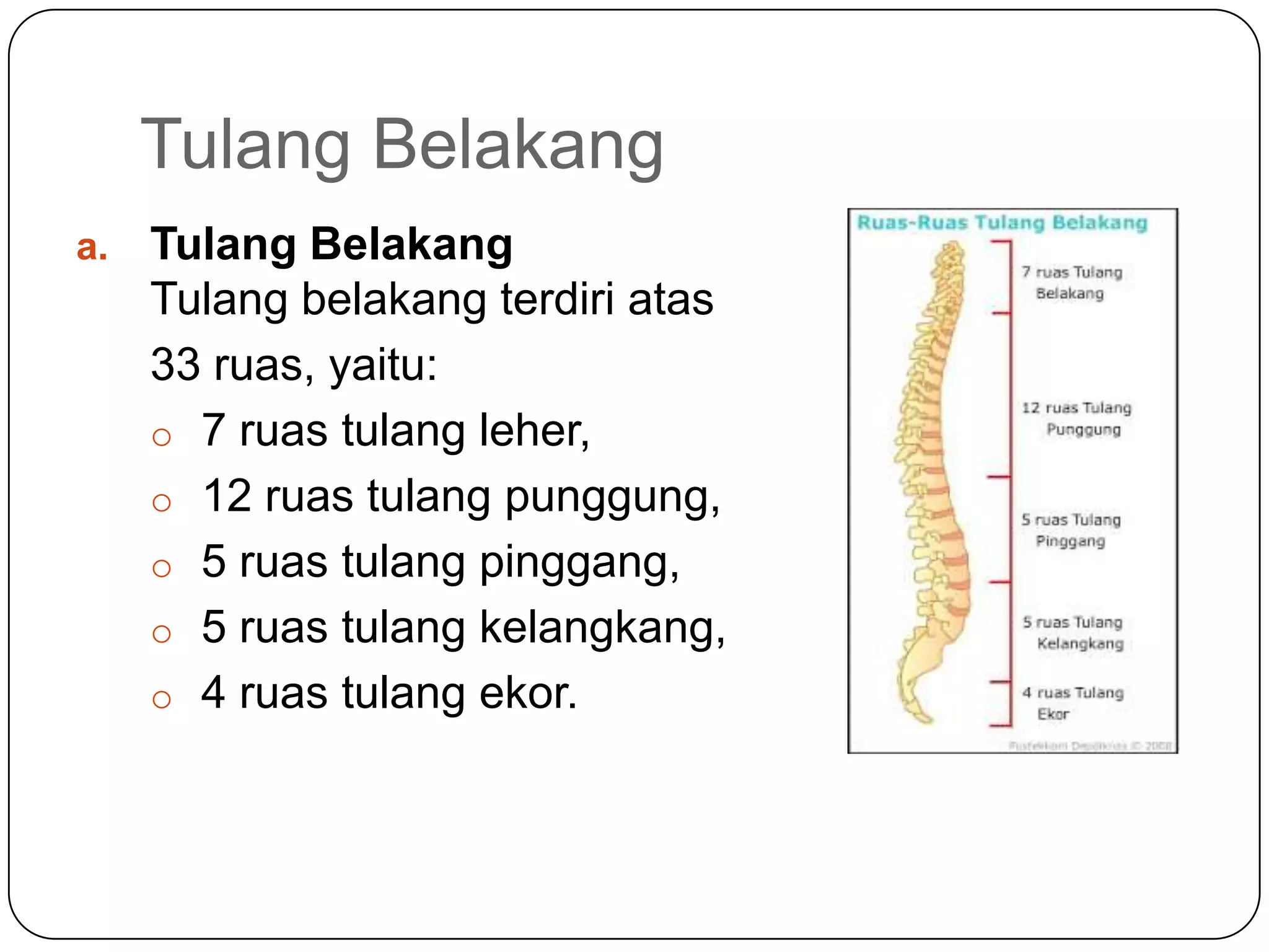 Tulang Belakang
a. Tulang Belakang
Tulang belakang terdiri atas
33 ruas, yaitu:
o 7 ruas tulang leher,
o 12 ruas tulang punggung,
o 5 ruas tulang pinggang,
o 5 ruas tulang kelangkang,
o 4 ruas tulang ekor.
 