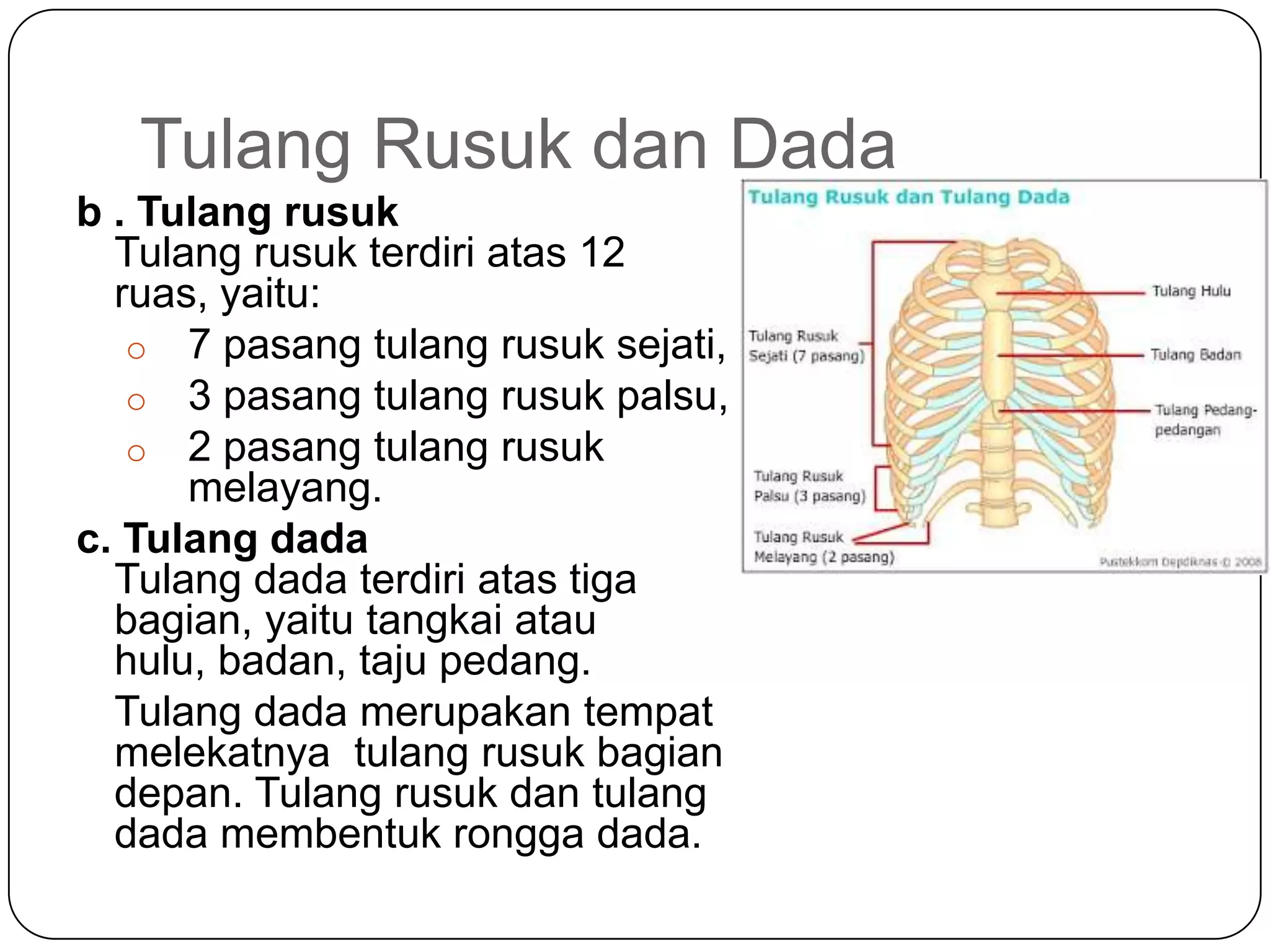 Tulang Rusuk dan Dada
b . Tulang rusuk
Tulang rusuk terdiri atas 12
ruas, yaitu:
o 7 pasang tulang rusuk sejati,
o 3 pasang tulang rusuk palsu,
o 2 pasang tulang rusuk
melayang.
c. Tulang dada
Tulang dada terdiri atas tiga
bagian, yaitu tangkai atau
hulu, badan, taju pedang.
Tulang dada merupakan tempat
melekatnya tulang rusuk bagian
depan. Tulang rusuk dan tulang
dada membentuk rongga dada.
 
