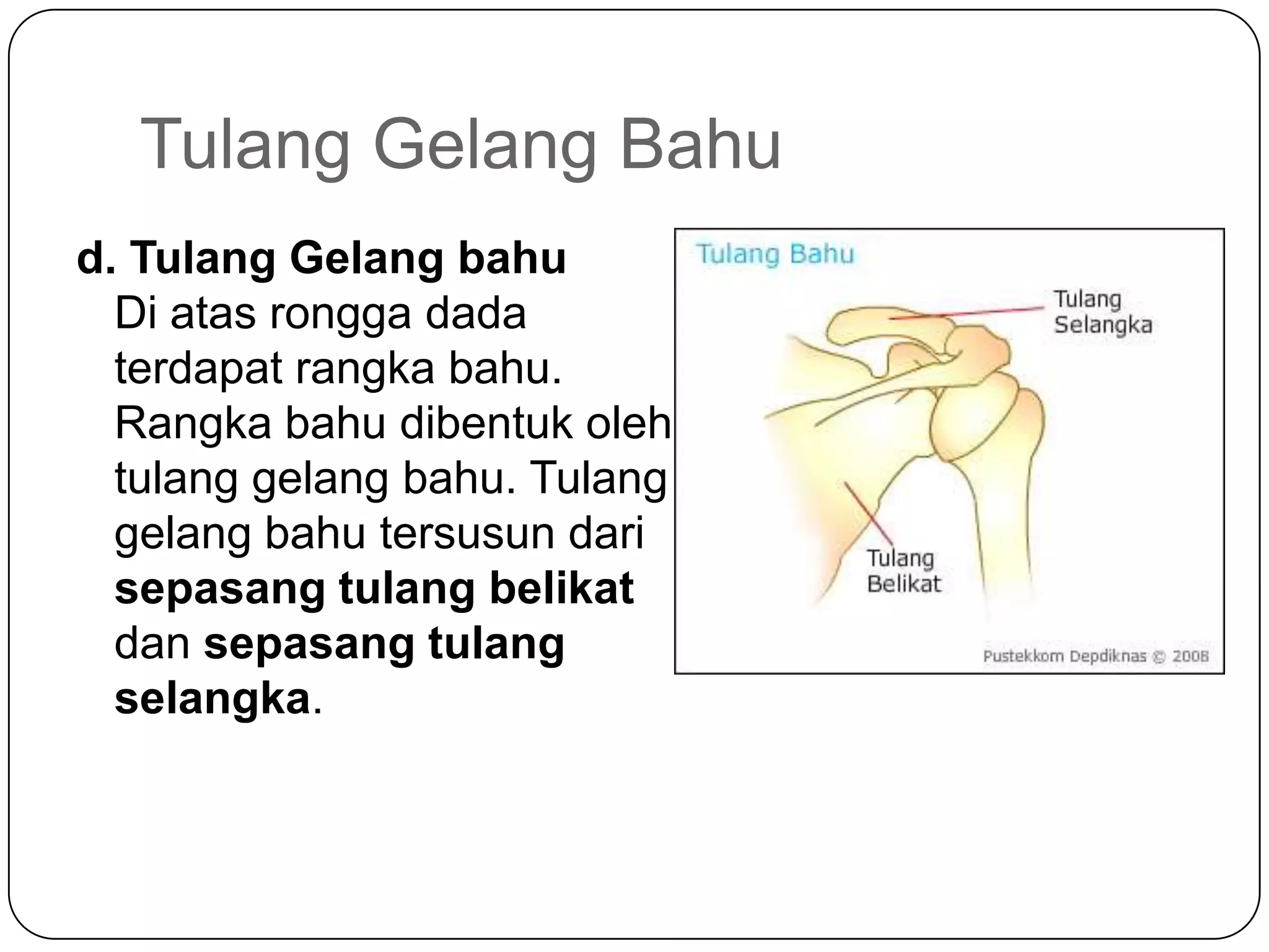 Tulang Gelang Bahu
d. Tulang Gelang bahu
Di atas rongga dada
terdapat rangka bahu.
Rangka bahu dibentuk oleh
tulang gelang bahu. Tulang
gelang bahu tersusun dari
sepasang tulang belikat
dan sepasang tulang
selangka.
 