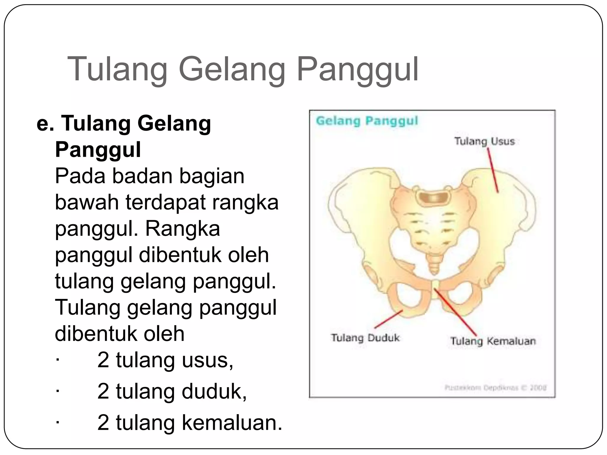Tulang Gelang Panggul
e. Tulang Gelang
Panggul
Pada badan bagian
bawah terdapat rangka
panggul. Rangka
panggul dibentuk oleh
tulang gelang panggul.
Tulang gelang panggul
dibentuk oleh
· 2 tulang usus,
· 2 tulang duduk,
· 2 tulang kemaluan.
 