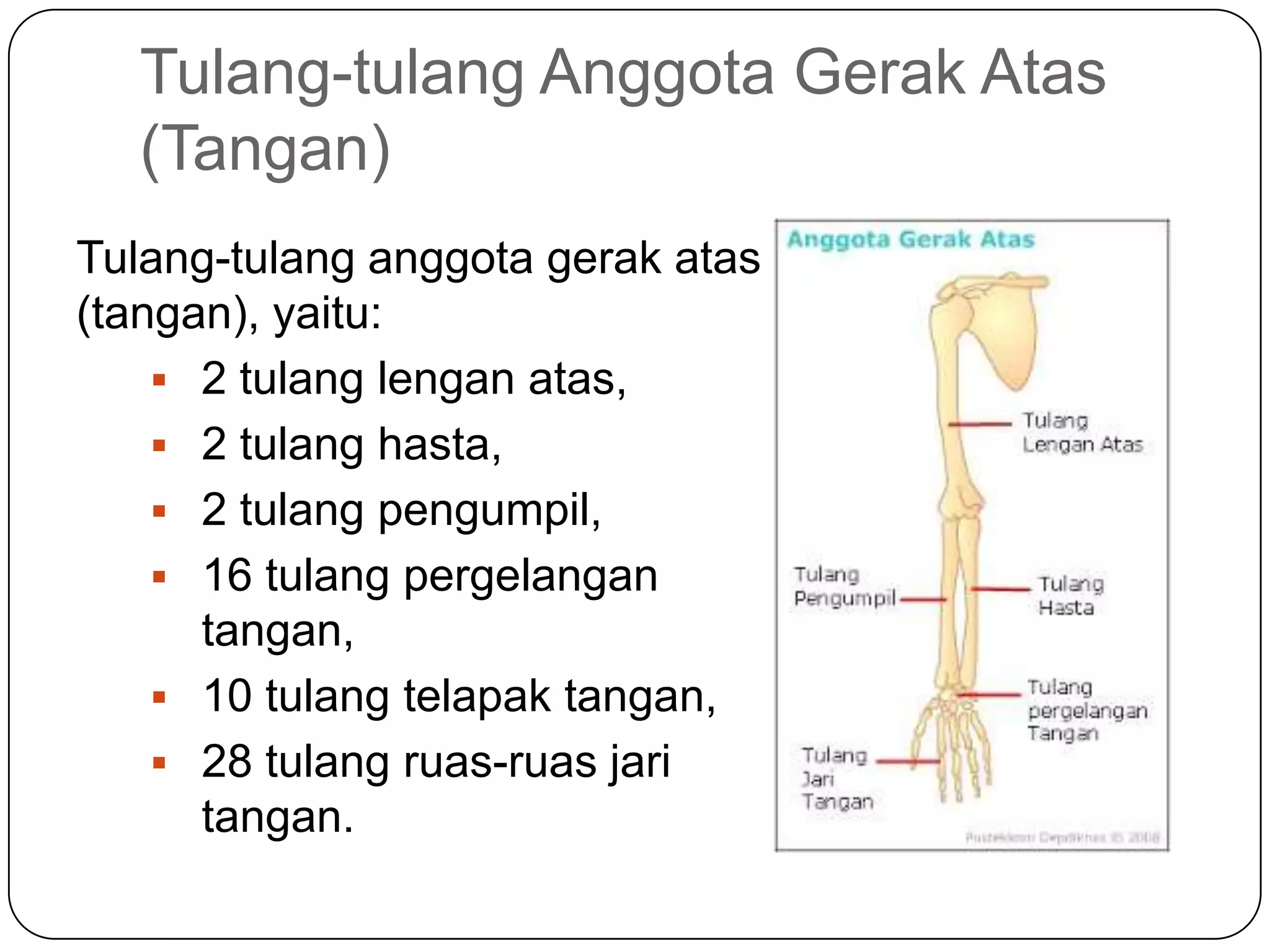 Tulang-tulang Anggota Gerak Atas
(Tangan)
Tulang-tulang anggota gerak atas
(tangan), yaitu:
 2 tulang lengan atas,
 2 tulang hasta,
 2 tulang pengumpil,
 16 tulang pergelangan
tangan,
 10 tulang telapak tangan,
 28 tulang ruas-ruas jari
tangan.
 