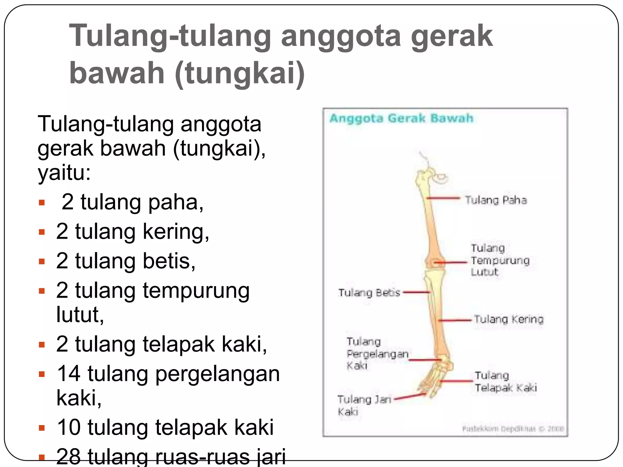Tulang-tulang anggota gerak
bawah (tungkai)
Tulang-tulang anggota
gerak bawah (tungkai),
yaitu:
 2 tulang paha,
 2 tulang kering,
 2 tulang betis,
 2 tulang tempurung
lutut,
 2 tulang telapak kaki,
 14 tulang pergelangan
kaki,
 10 tulang telapak kaki
 28 tulang ruas-ruas jari
 