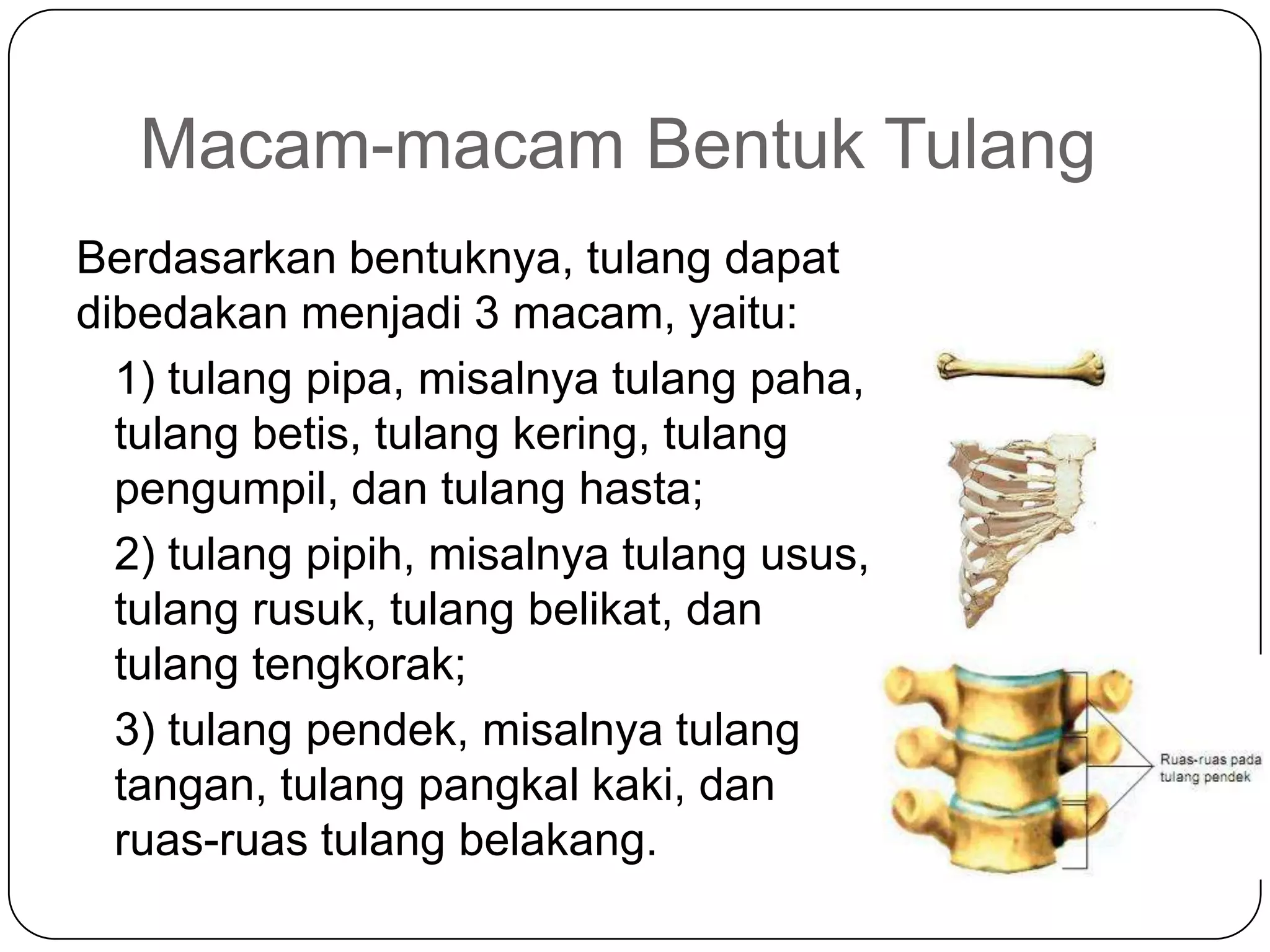 Macam-macam Bentuk Tulang
Berdasarkan bentuknya, tulang dapat
dibedakan menjadi 3 macam, yaitu:
1) tulang pipa, misalnya tulang paha,
tulang betis, tulang kering, tulang
pengumpil, dan tulang hasta;
2) tulang pipih, misalnya tulang usus,
tulang rusuk, tulang belikat, dan
tulang tengkorak;
3) tulang pendek, misalnya tulang
tangan, tulang pangkal kaki, dan
ruas-ruas tulang belakang.
 