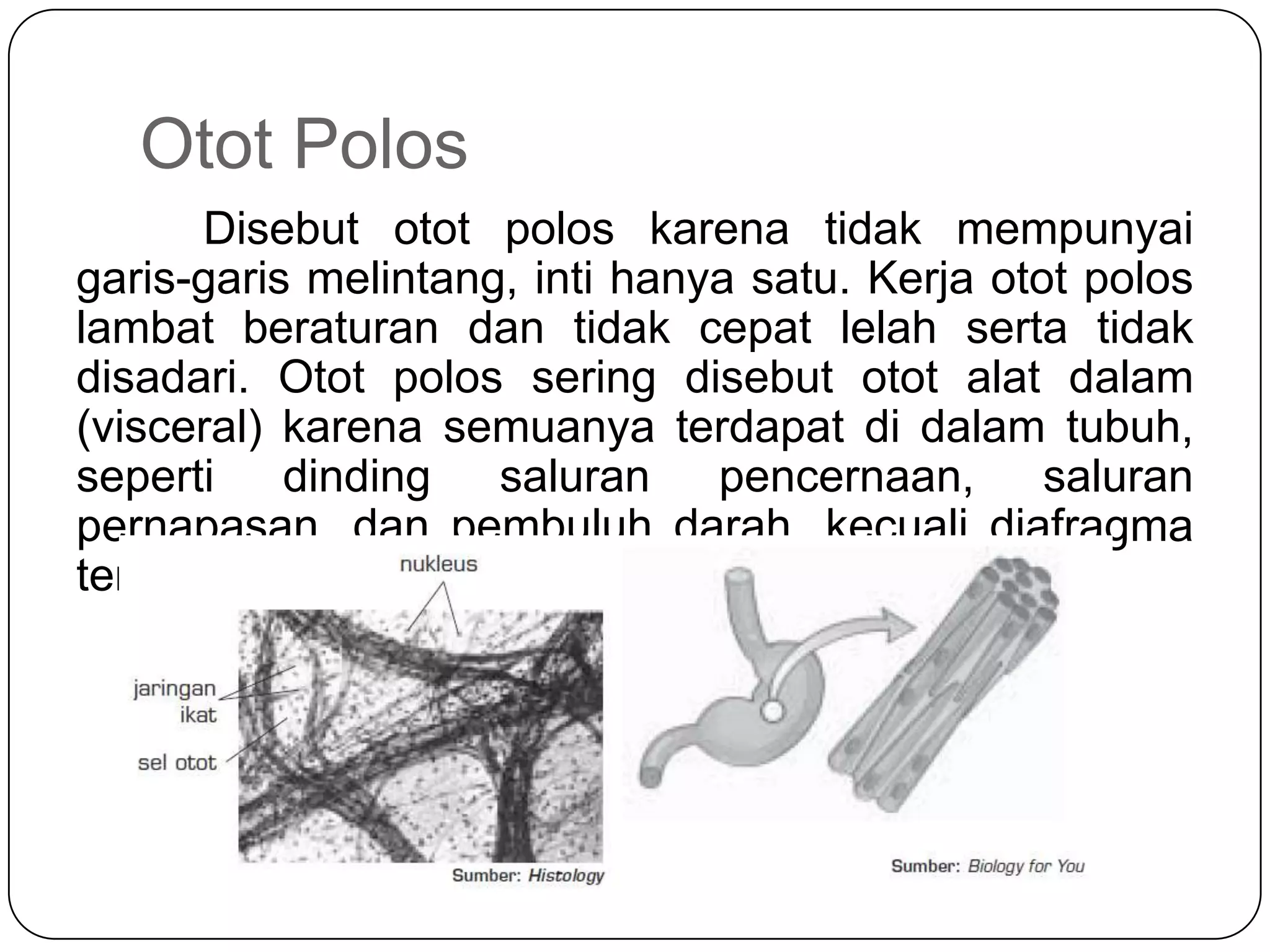 Otot Polos
Disebut otot polos karena tidak mempunyai
garis-garis melintang, inti hanya satu. Kerja otot polos
lambat beraturan dan tidak cepat lelah serta tidak
disadari. Otot polos sering disebut otot alat dalam
(visceral) karena semuanya terdapat di dalam tubuh,
seperti dinding saluran pencernaan, saluran
pernapasan, dan pembuluh darah, kecuali diafragma
tersusun dari otot lurik
 