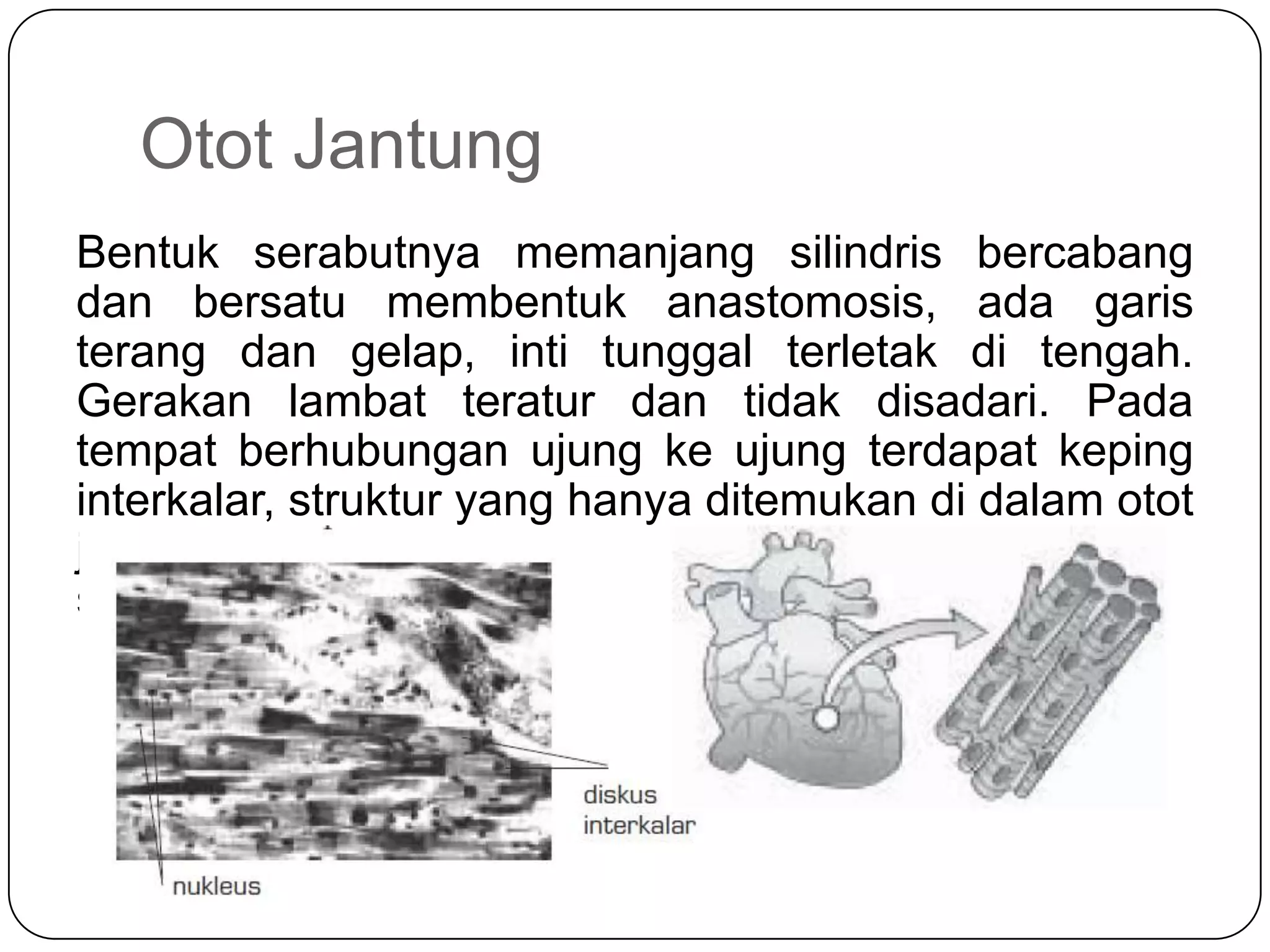 Otot Jantung
Bentuk serabutnya memanjang silindris bercabang
dan bersatu membentuk anastomosis, ada garis
terang dan gelap, inti tunggal terletak di tengah.
Gerakan lambat teratur dan tidak disadari. Pada
tempat berhubungan ujung ke ujung terdapat keping
interkalar, struktur yang hanya ditemukan di dalam otot
jantung yang tidak lain merupakan batas antara satu
serabut dan serabut lain.
 