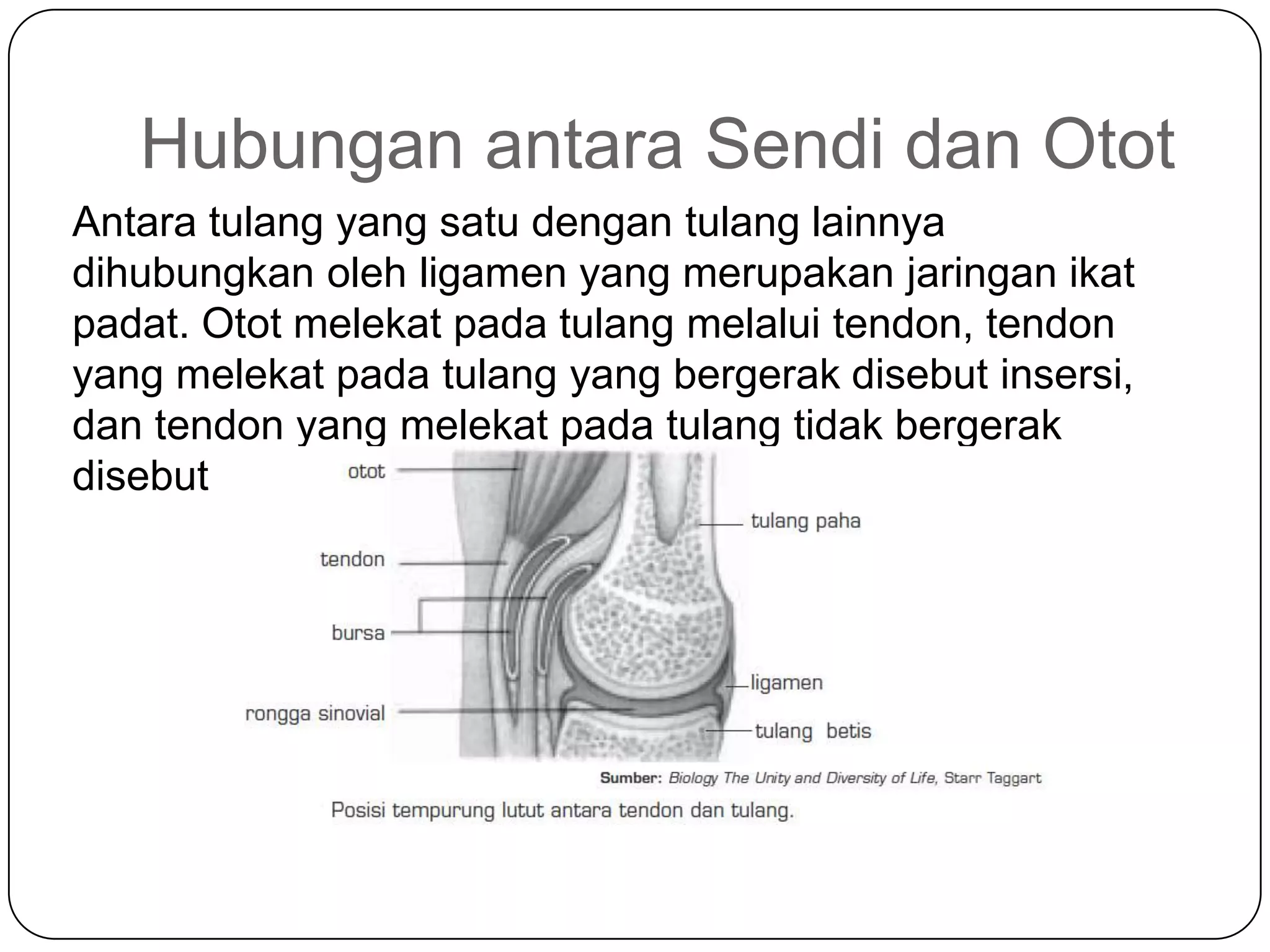 Hubungan antara Sendi dan Otot
Antara tulang yang satu dengan tulang lainnya
dihubungkan oleh ligamen yang merupakan jaringan ikat
padat. Otot melekat pada tulang melalui tendon, tendon
yang melekat pada tulang yang bergerak disebut insersi,
dan tendon yang melekat pada tulang tidak bergerak
disebut origo.
 