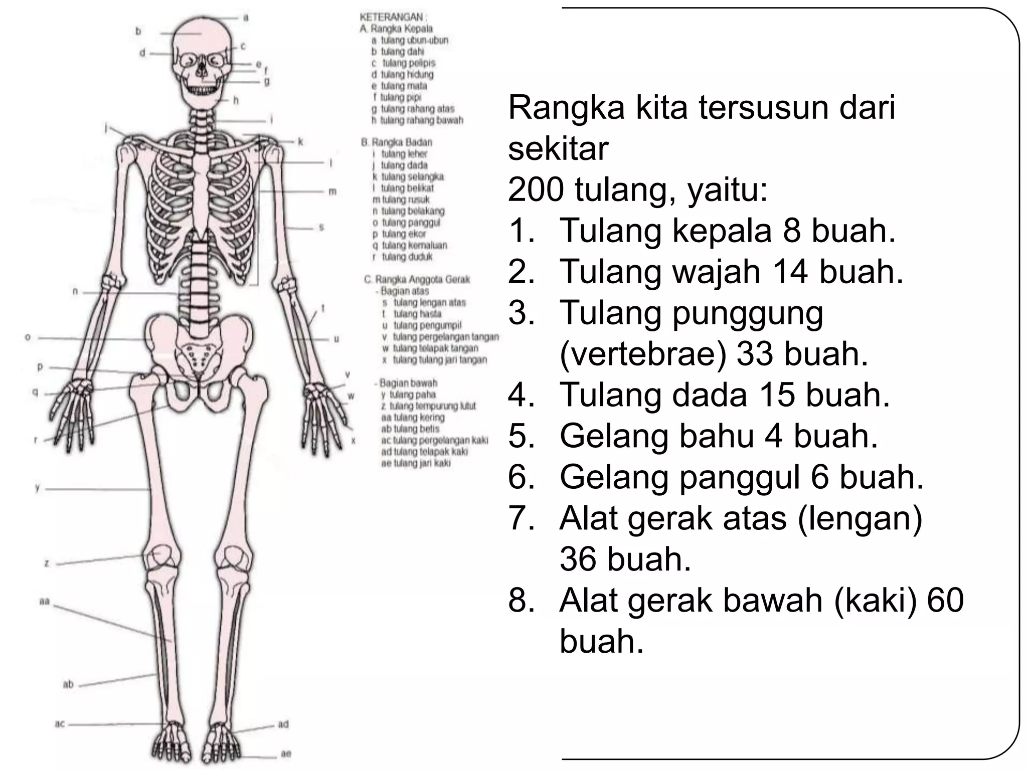 Rangka kita tersusun dari
sekitar
200 tulang, yaitu:
1. Tulang kepala 8 buah.
2. Tulang wajah 14 buah.
3. Tulang punggung
(vertebrae) 33 buah.
4. Tulang dada 15 buah.
5. Gelang bahu 4 buah.
6. Gelang panggul 6 buah.
7. Alat gerak atas (lengan)
36 buah.
8. Alat gerak bawah (kaki) 60
buah.
 