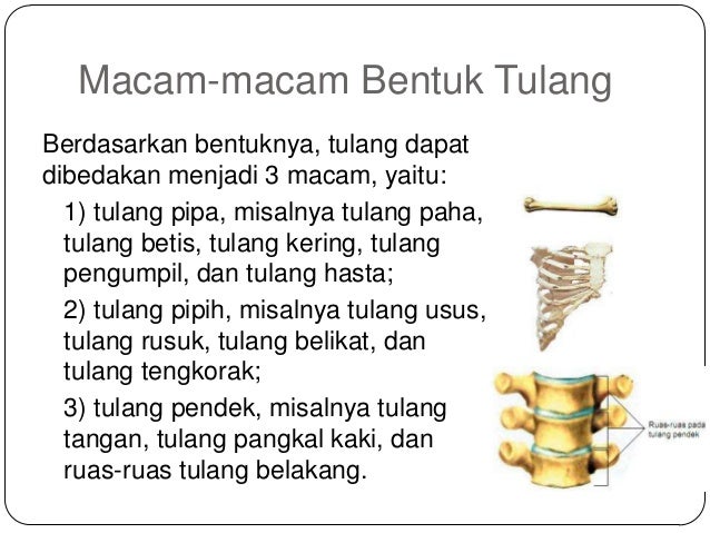 Sistem gerak dan tulang 