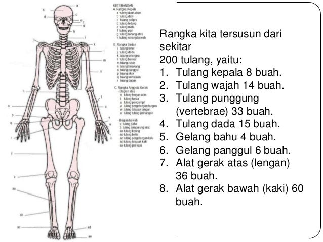 Hubungan Antar Tulang Gelang Bahu Dan Tulang Lengan Atas